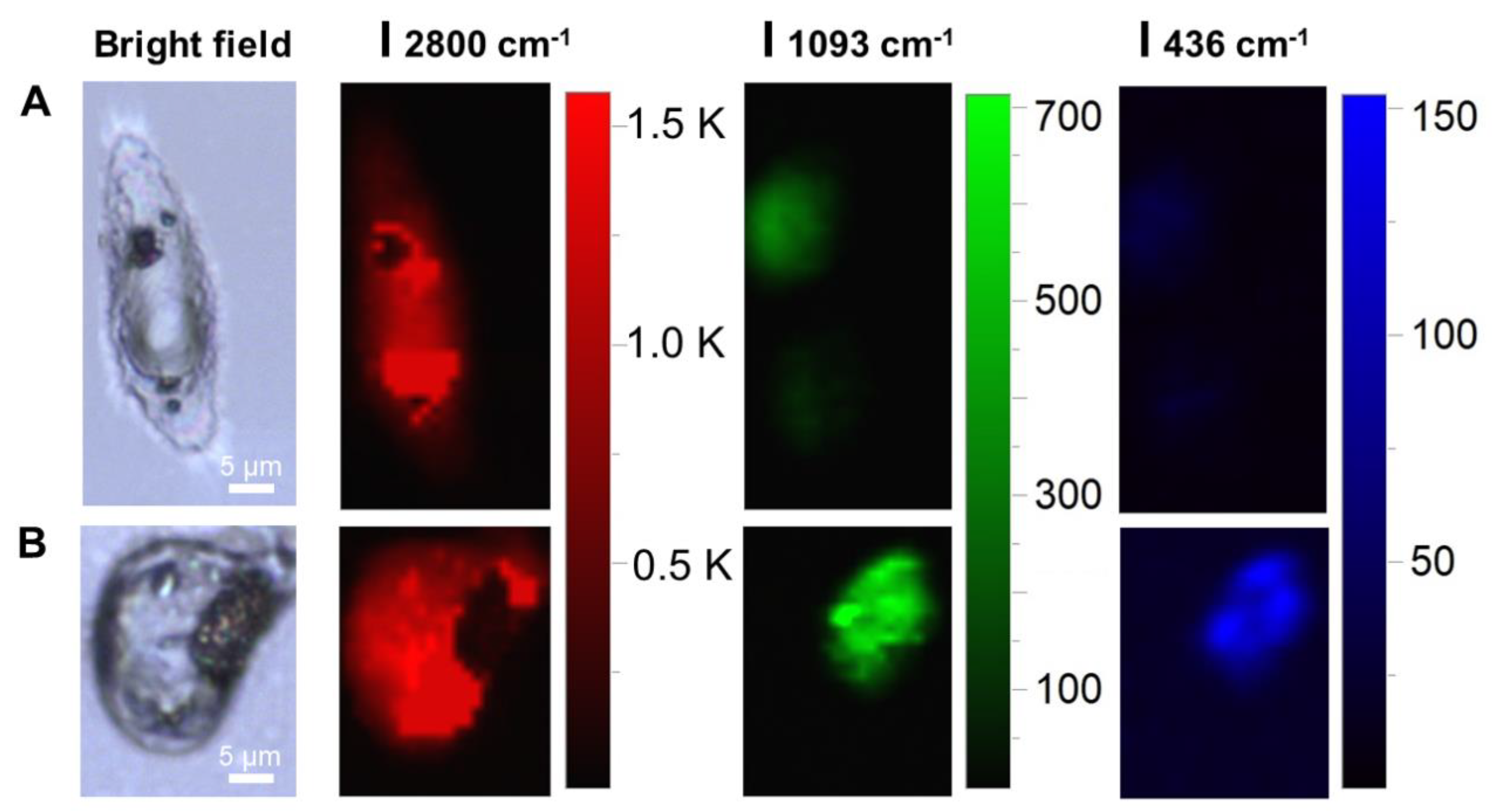 Chemosensors 11 00347 g010