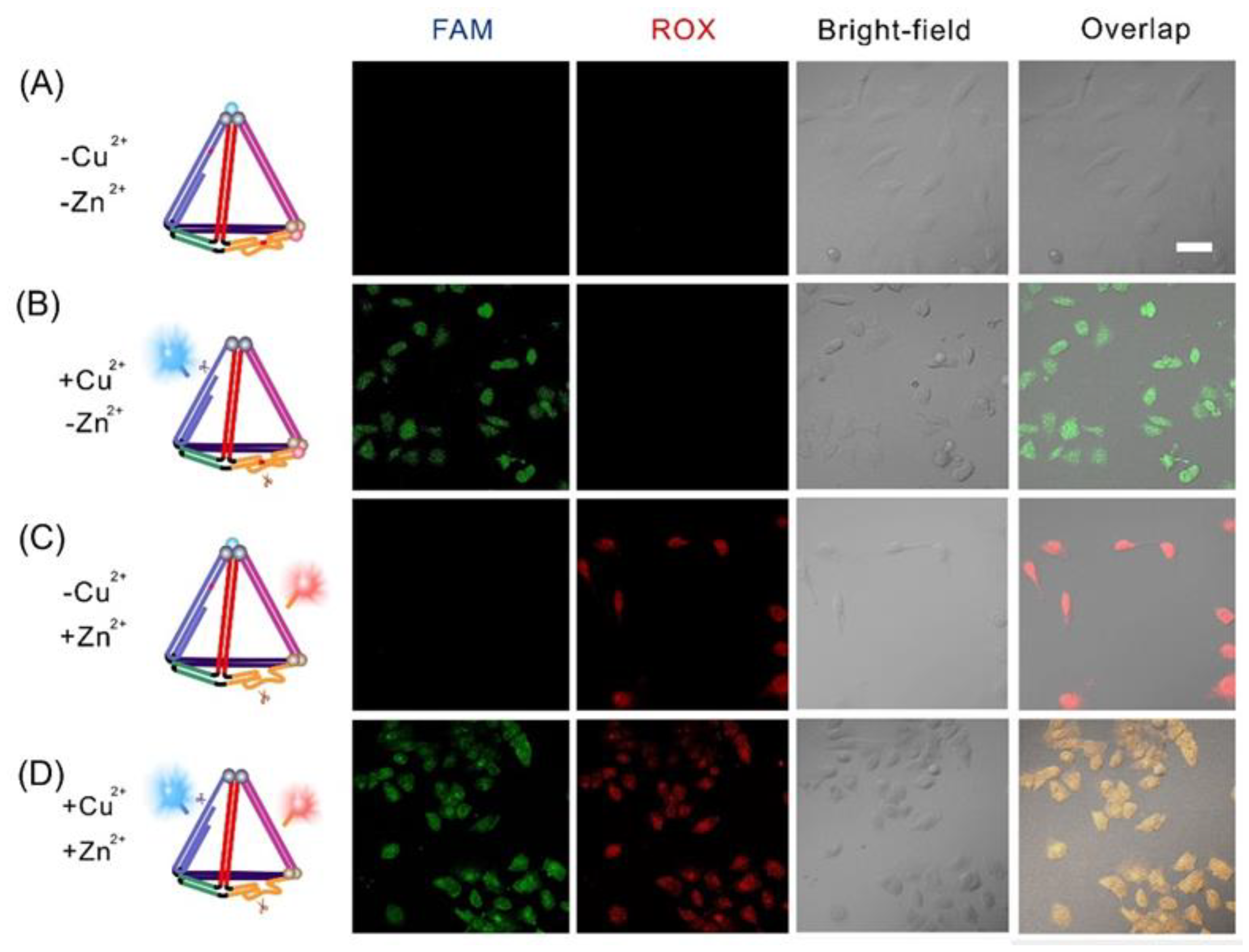 Chemosensors 11 00358 g005 Chemosensors 11 00358 g005