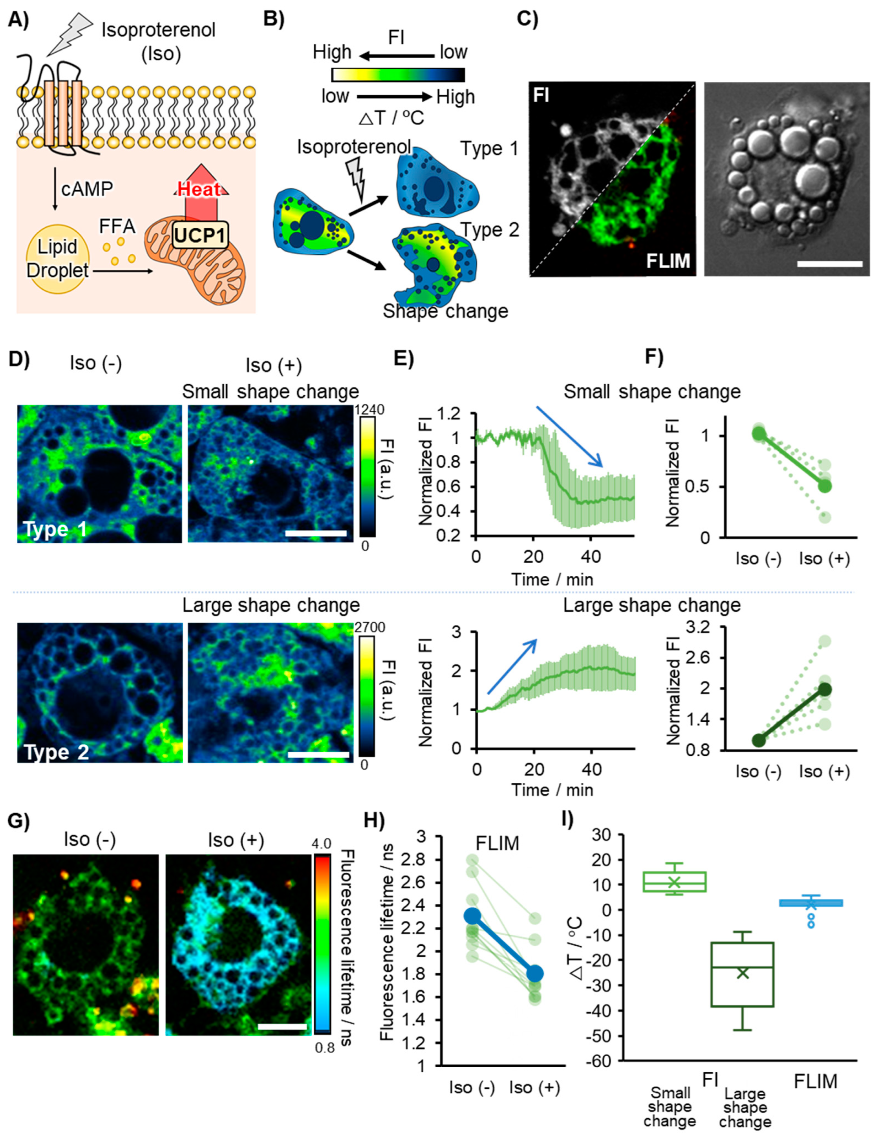 Chemosensors 11 00375 g004