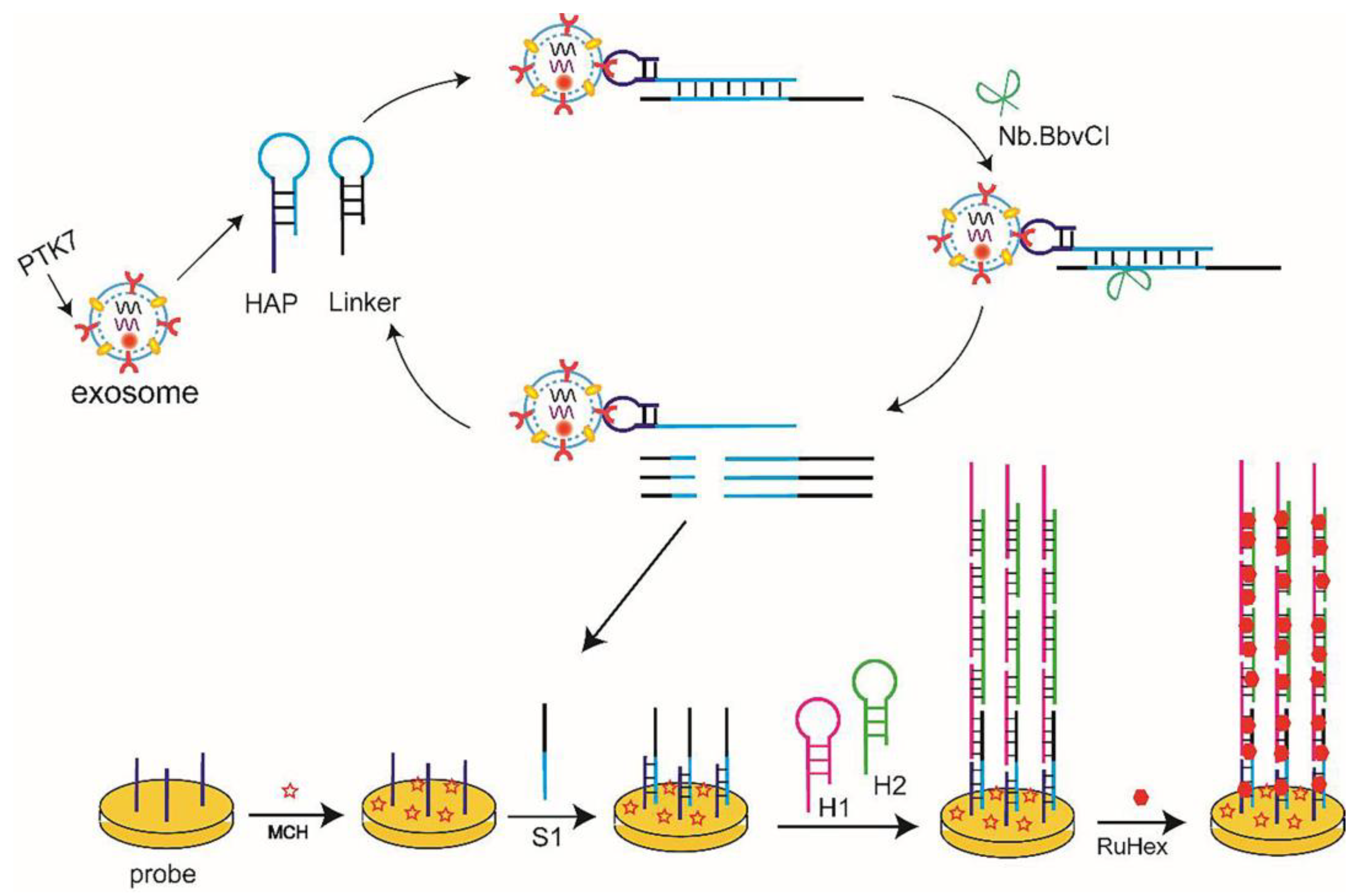 Chemosensors 11 00415 sch001 Chemosensors 11 00415 sch001