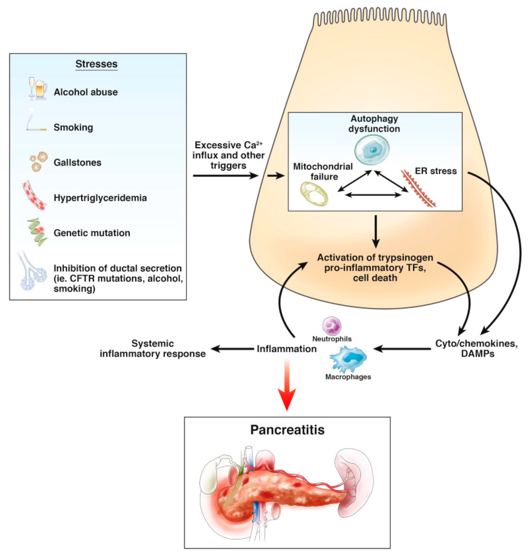 Chemosensors Free Full-Text Sensing of Digestive Enzymesandmdash;Diagnosis and Monitoring of Pancreatitis