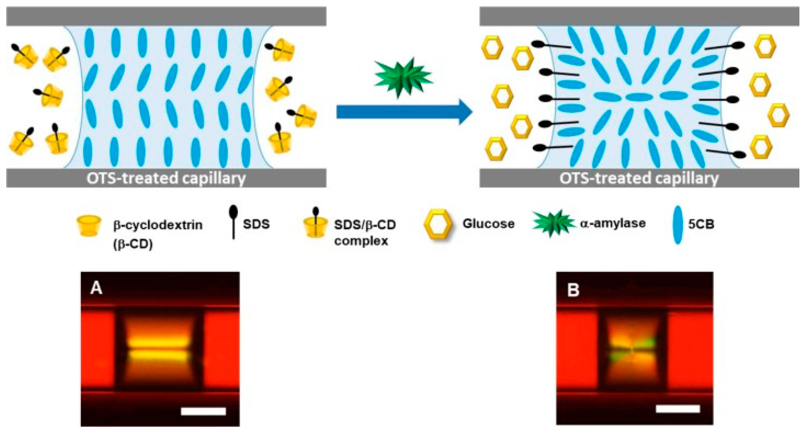 Chemosensors 11 00469 g007
