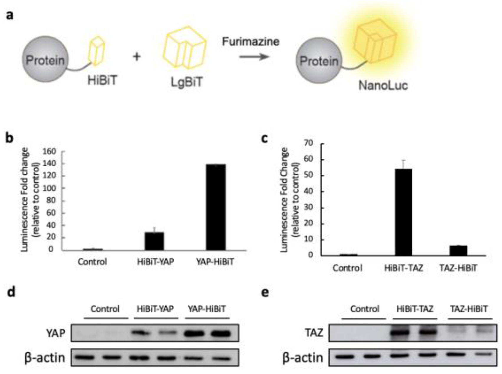 Chemosensors 11 00492 g001