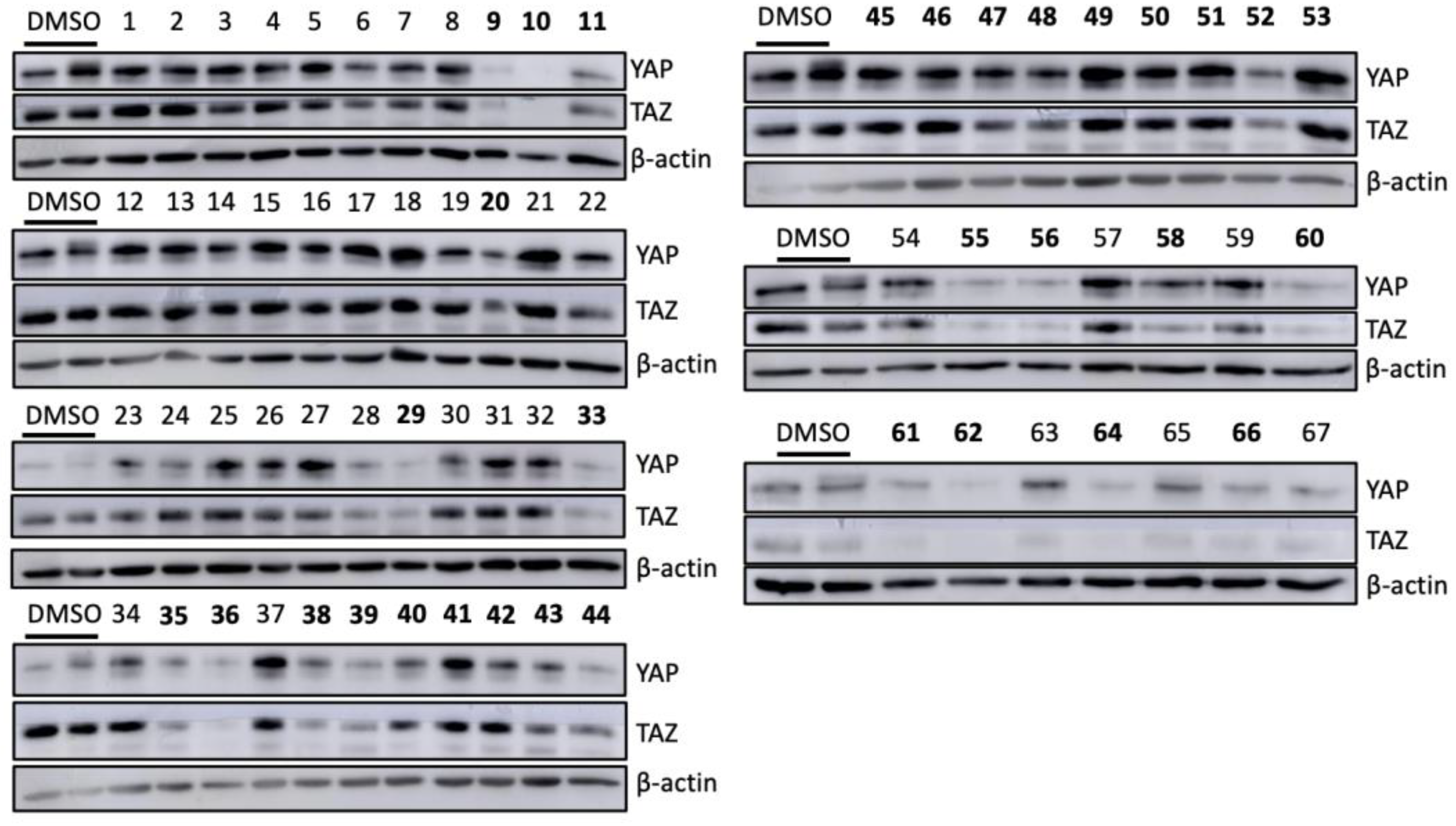 Chemosensors 11 00492 g005
