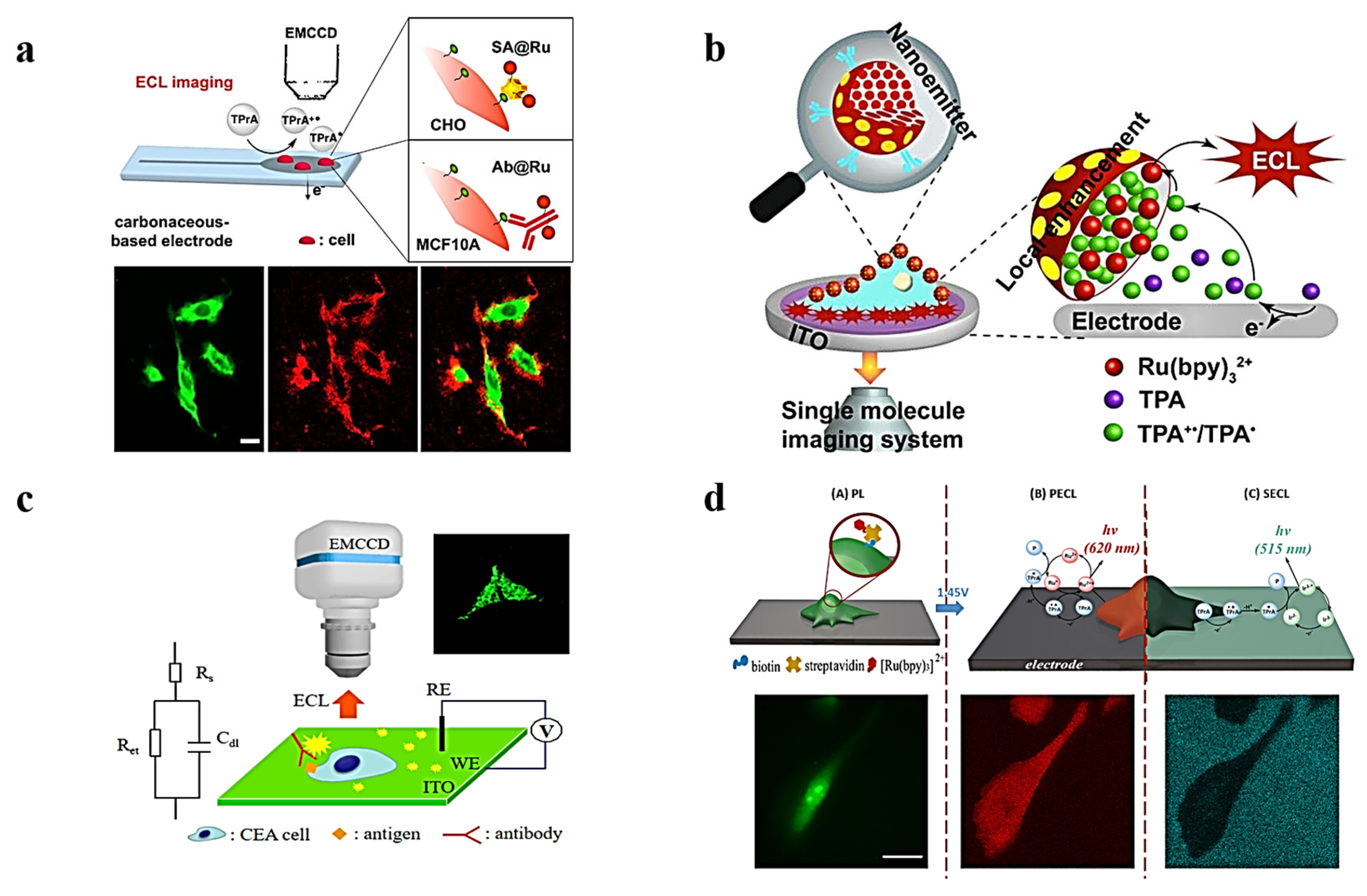 Chemosensors 11 00538 g003