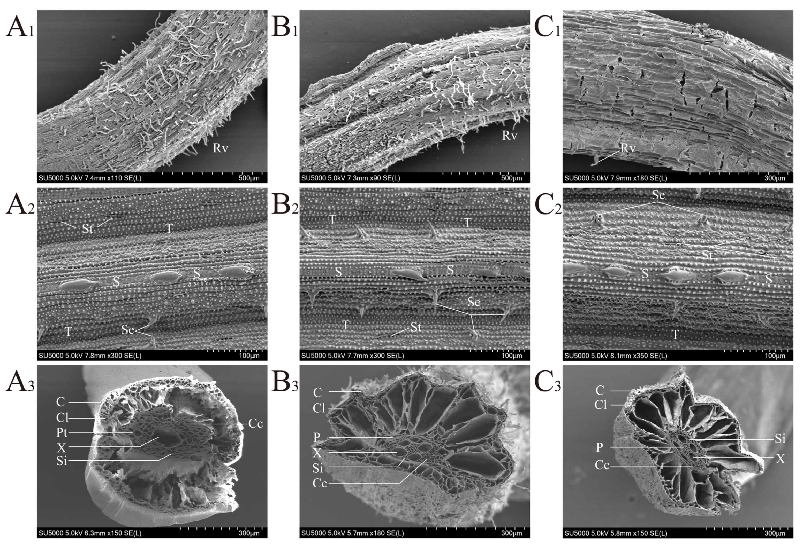 Chemosensors 11 00558 g001