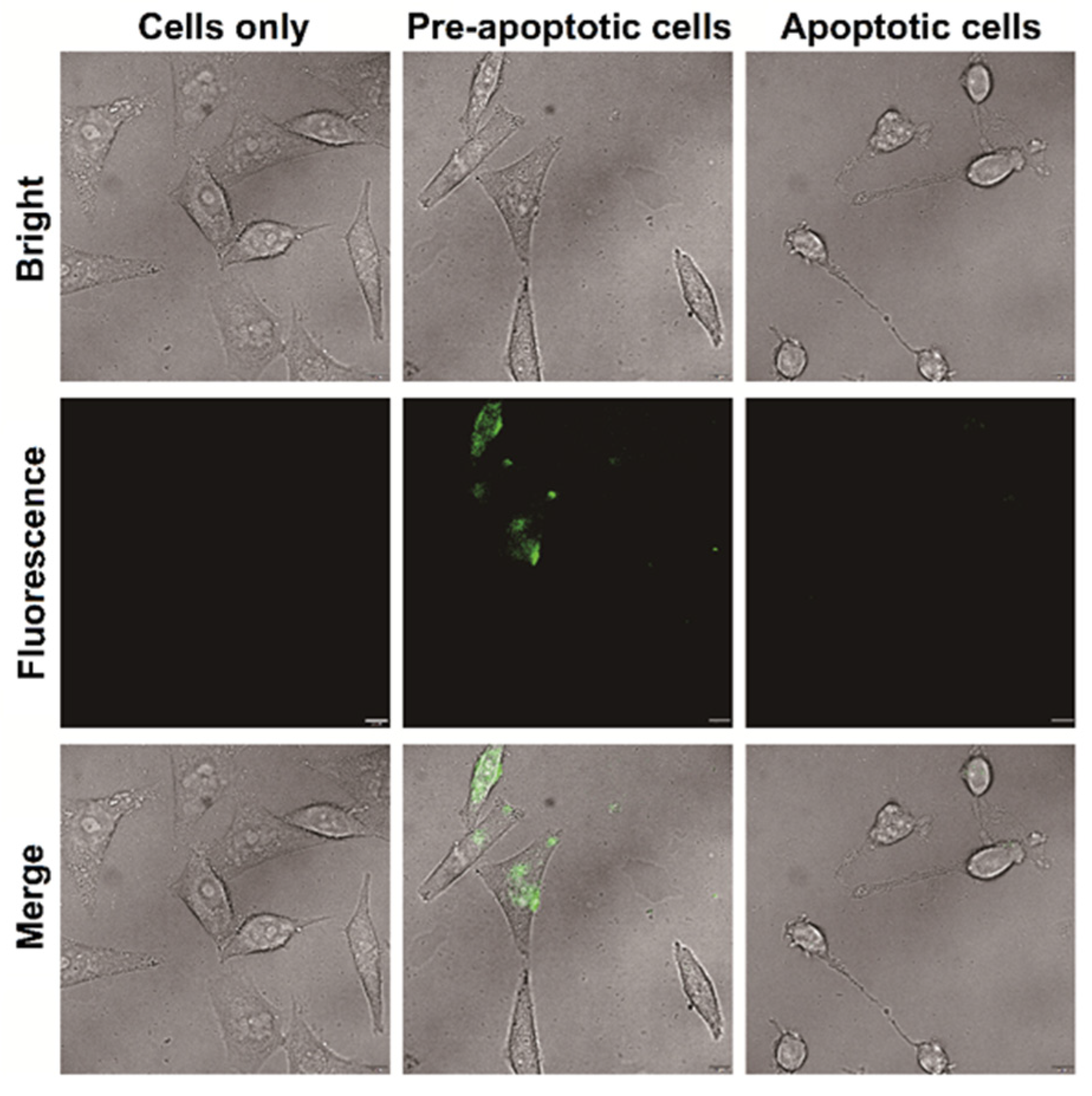 Chemosensors 12 00167 g004