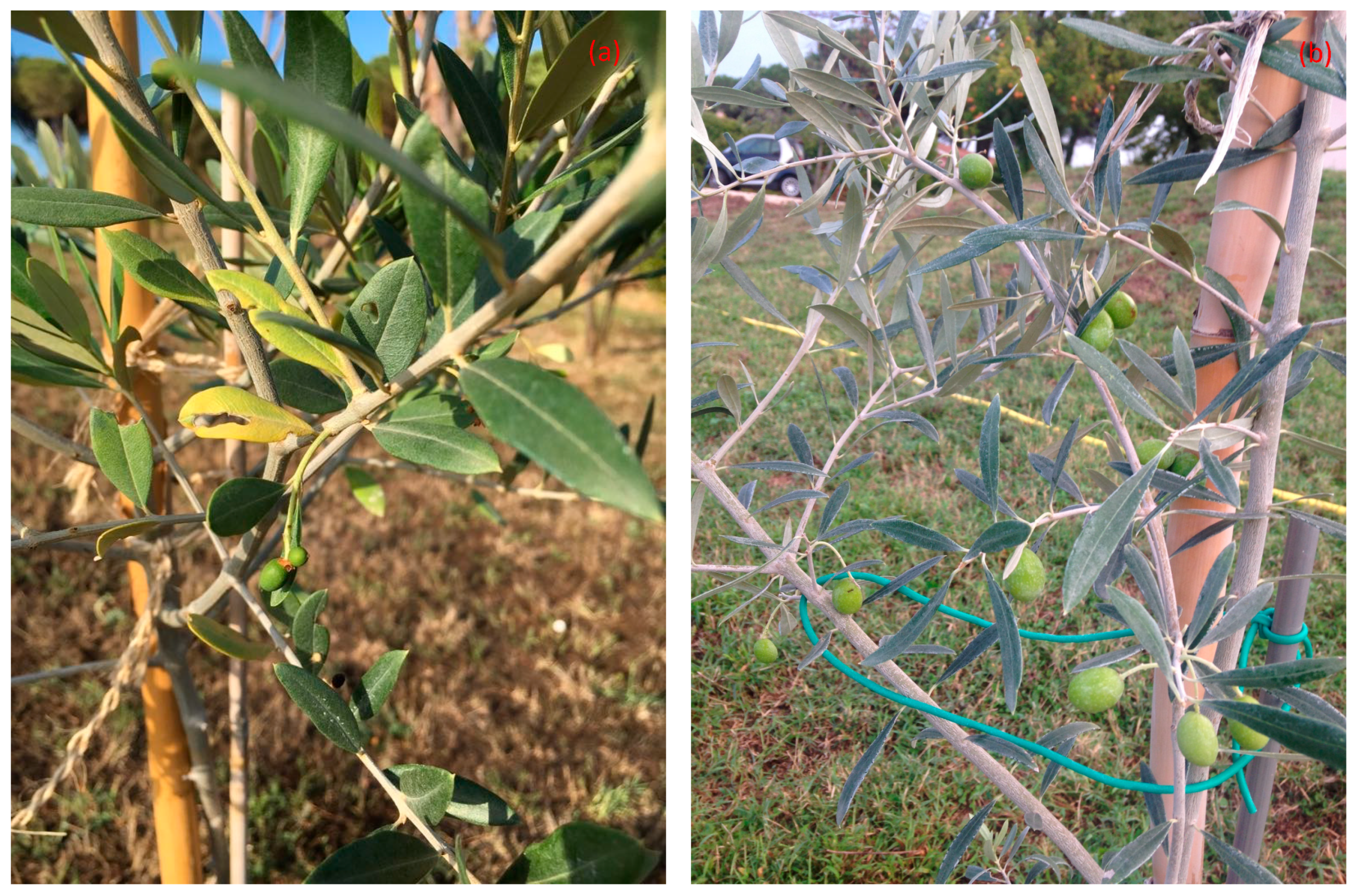 Chemosensors 12 00182 g003