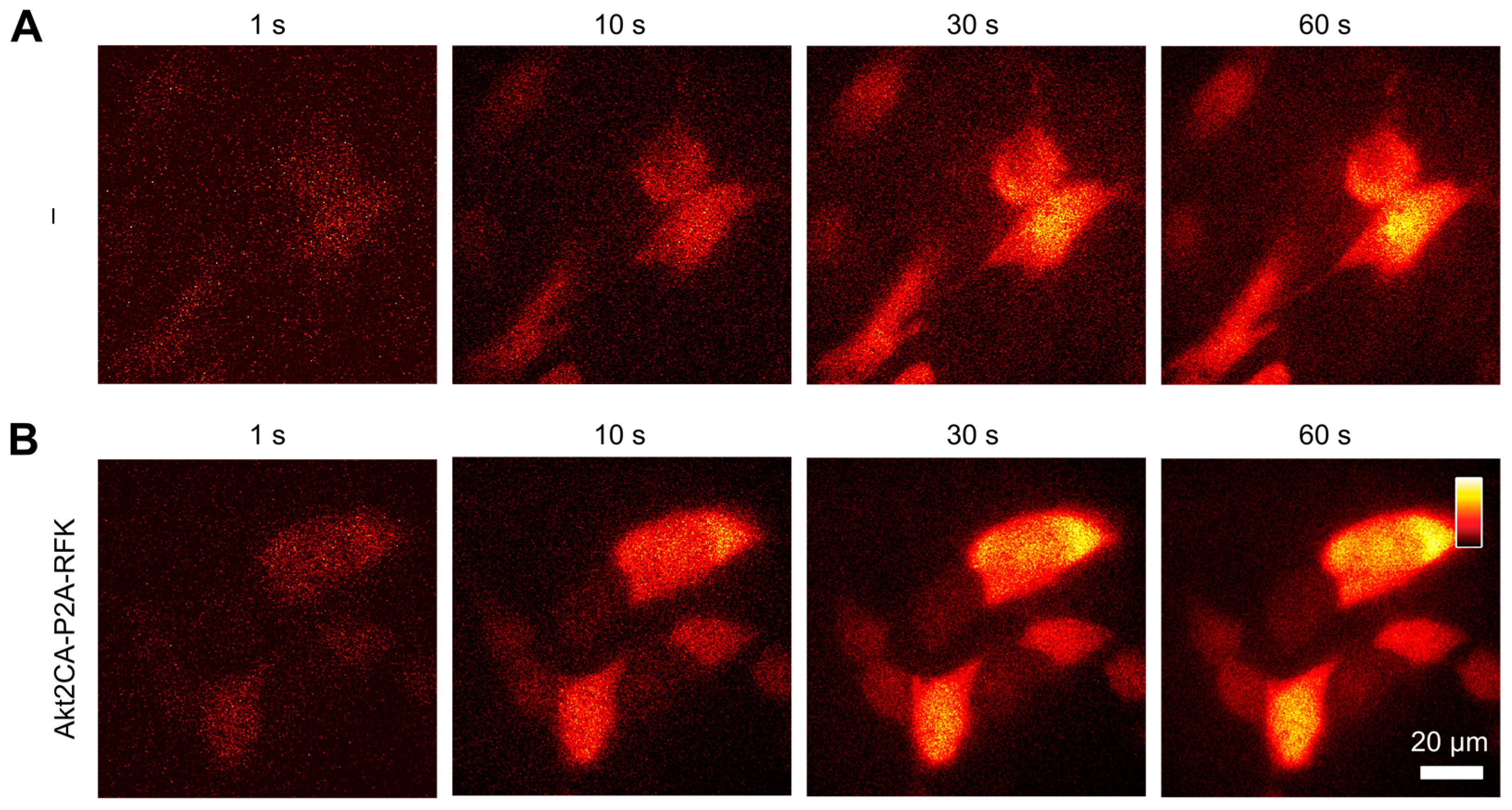 Chemosensors 12 00223 g006