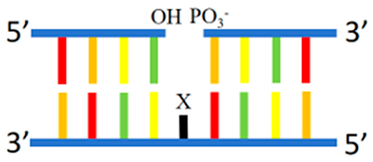 Chemosensors 12 00271 i006