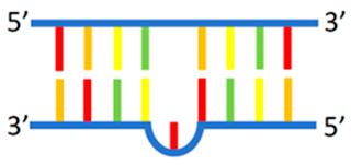 Chemosensors 12 00271 i009