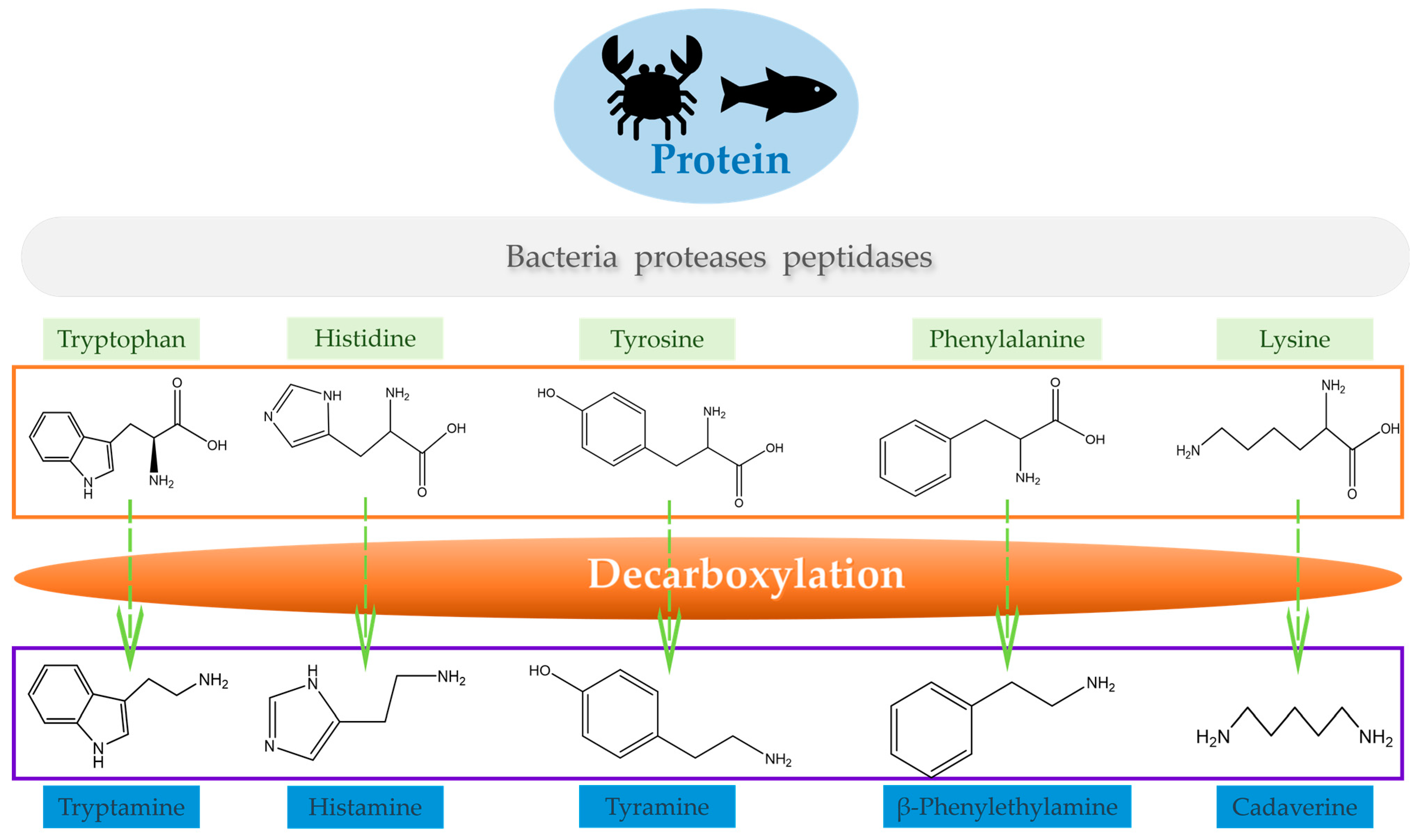 Chemosensors 12 00274 g001