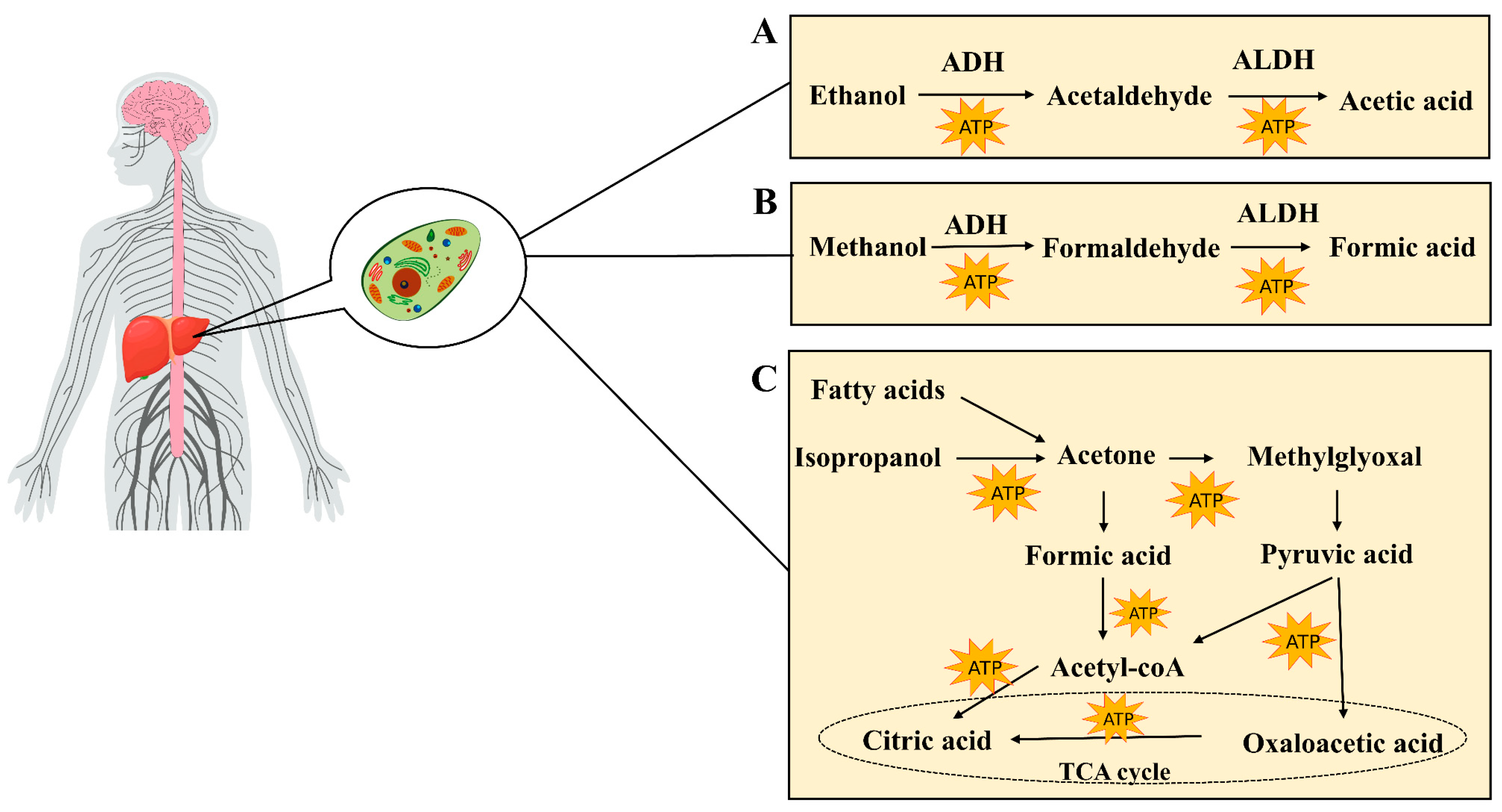 Chemosensors 13 00127 g002 Chemosensors 13 00127 g002