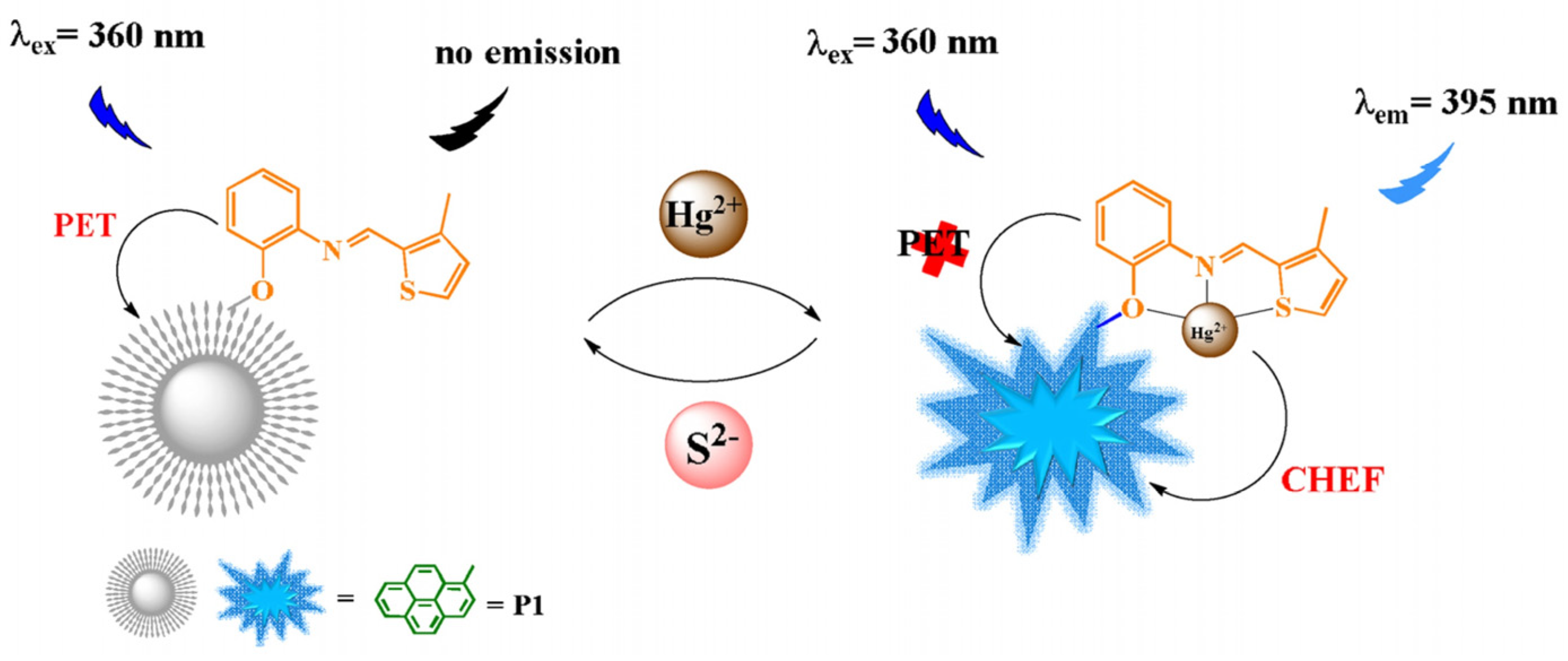 Chemosensors 13 00145 g008