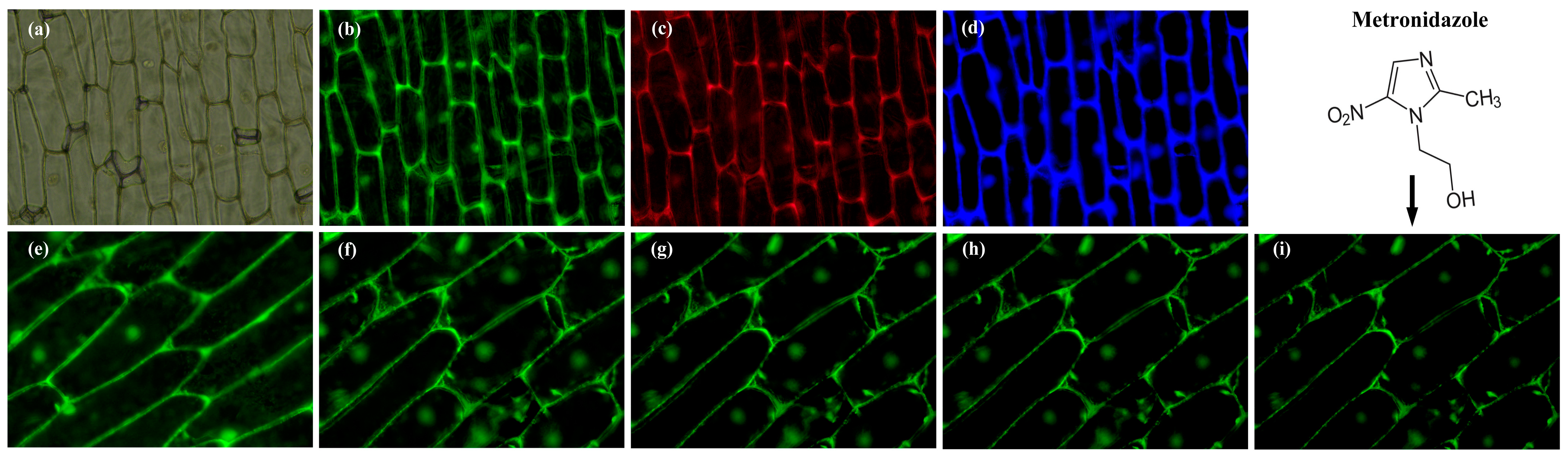 Chemosensors 13 00151 g007