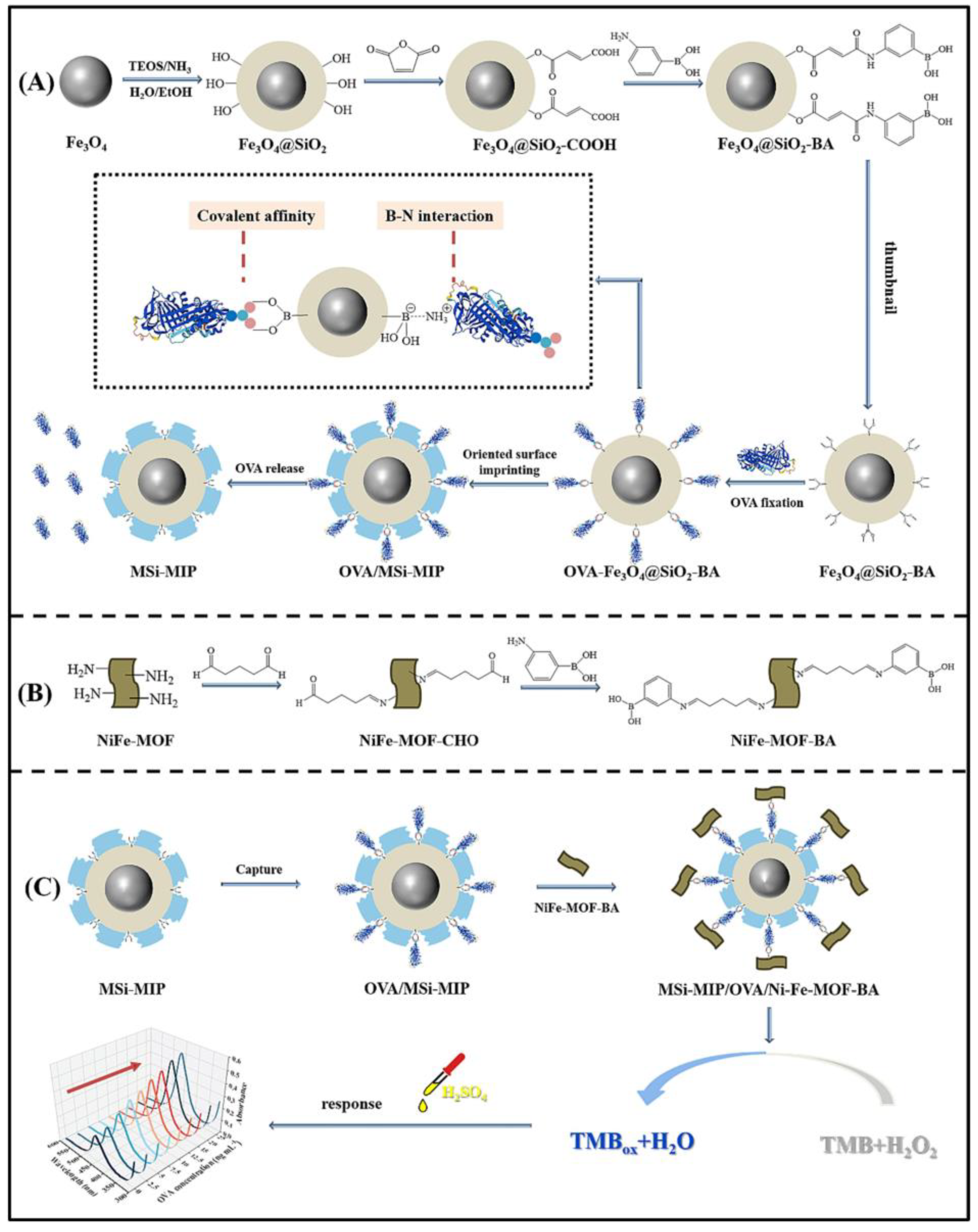 Chemosensors 13 00163 sch009