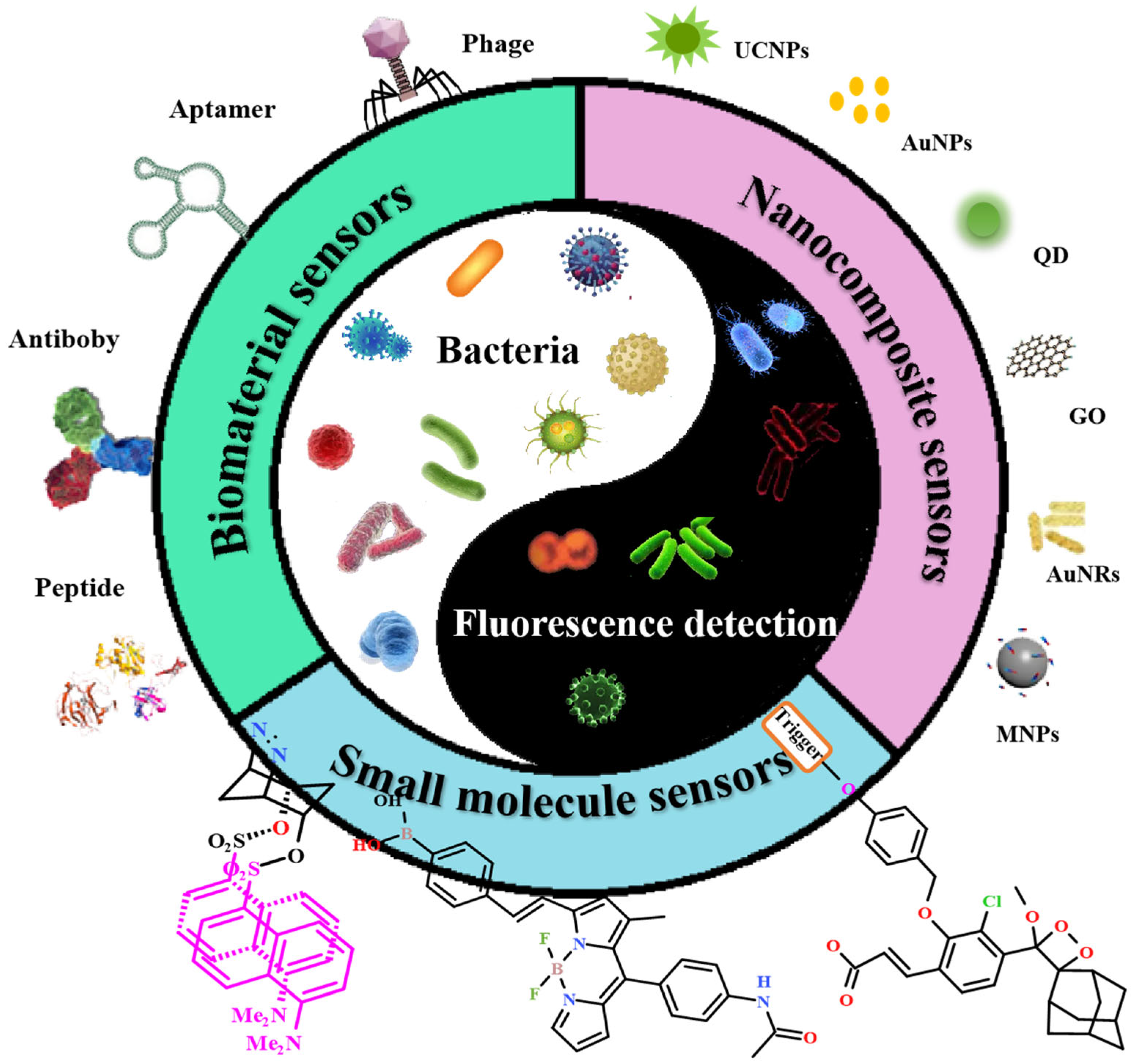 Chemosensors 13 00182 g001