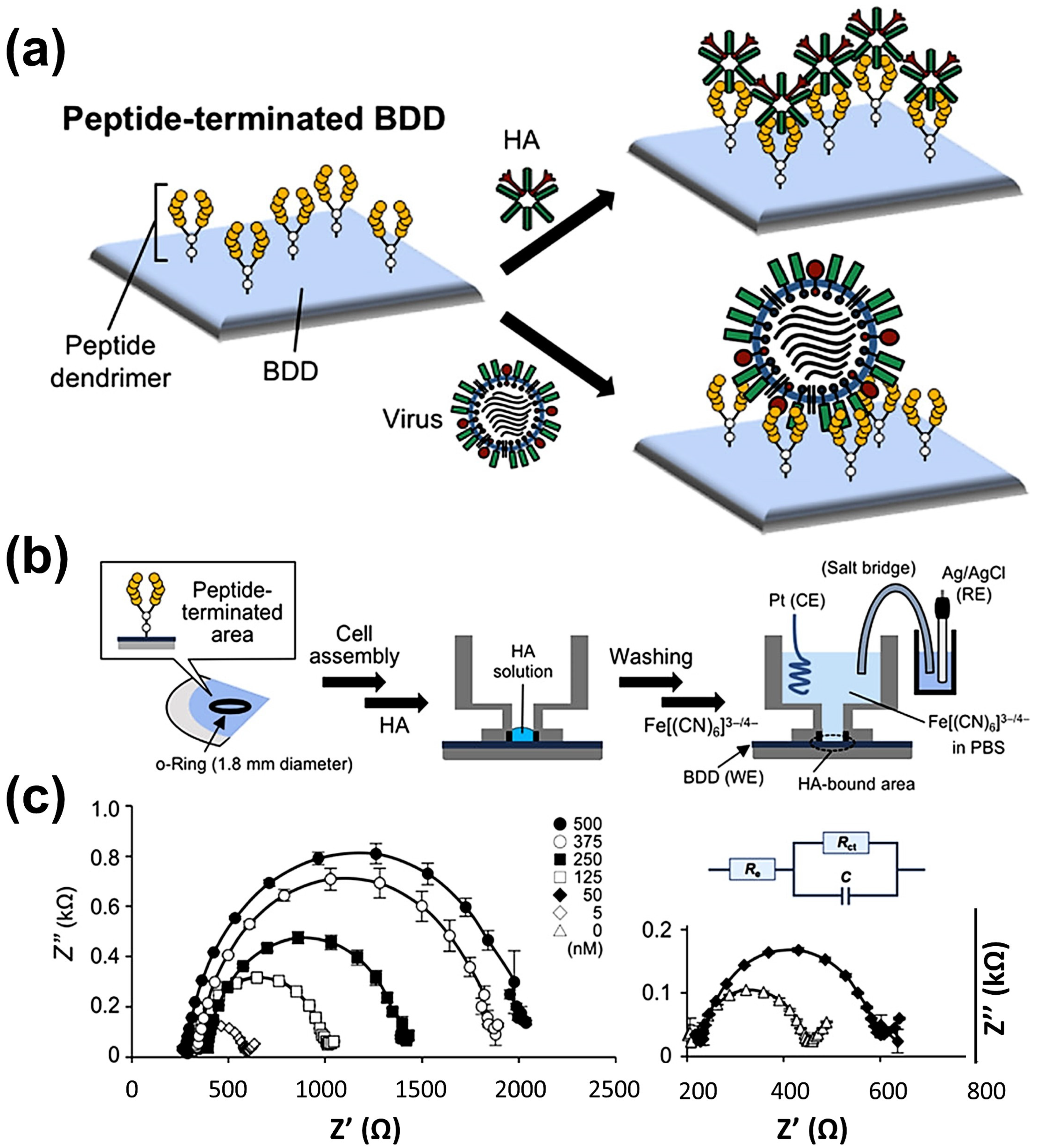Chemosensors 13 00183 g009