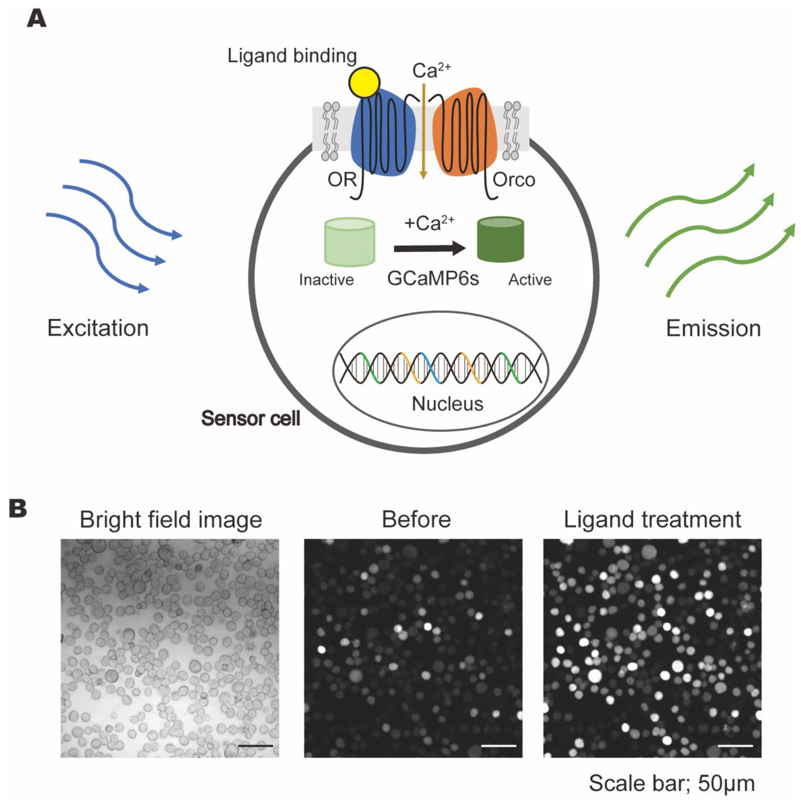 Ligand Differentiation Ability of Insect Odorant Receptors