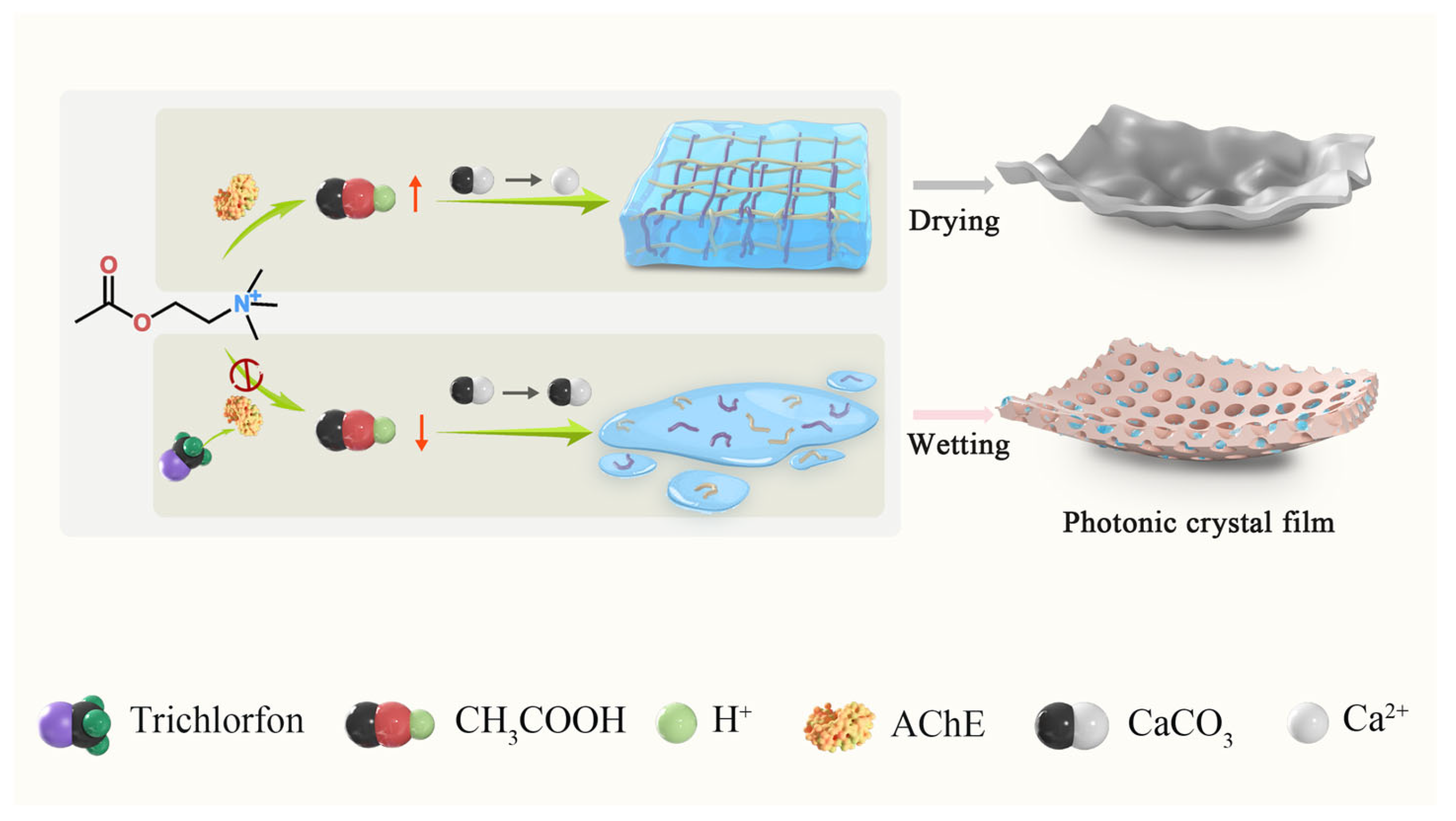 Chemosensors 13 00306 sch001