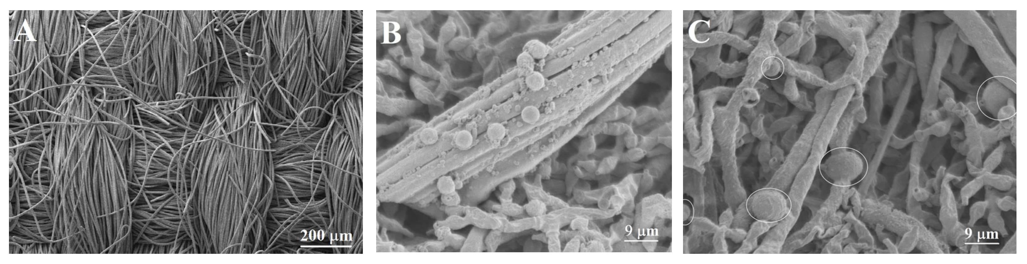 Chemosensors 13 00317 g012