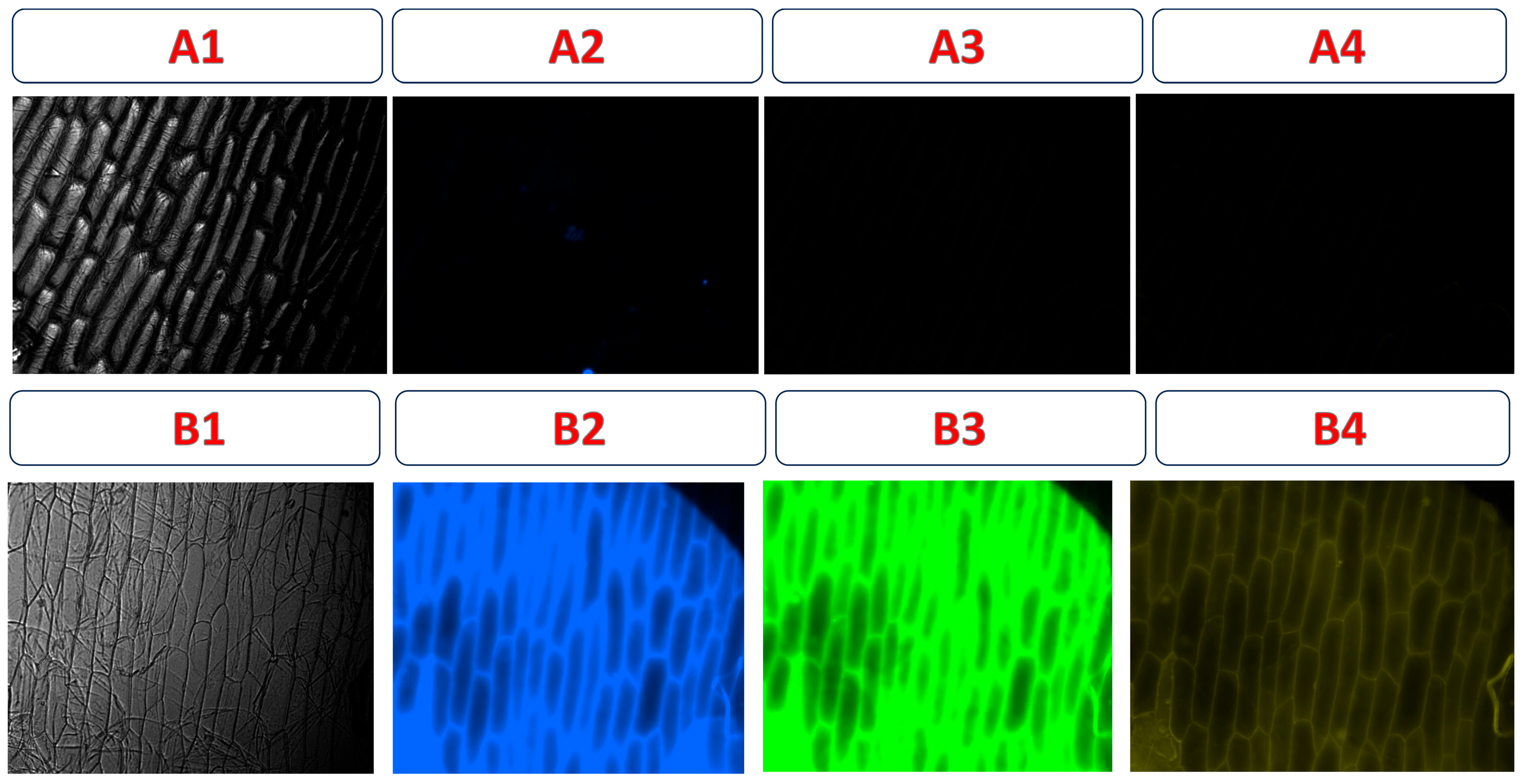 Chemosensors 13 00326 g013 Chemosensors 13 00326 g013