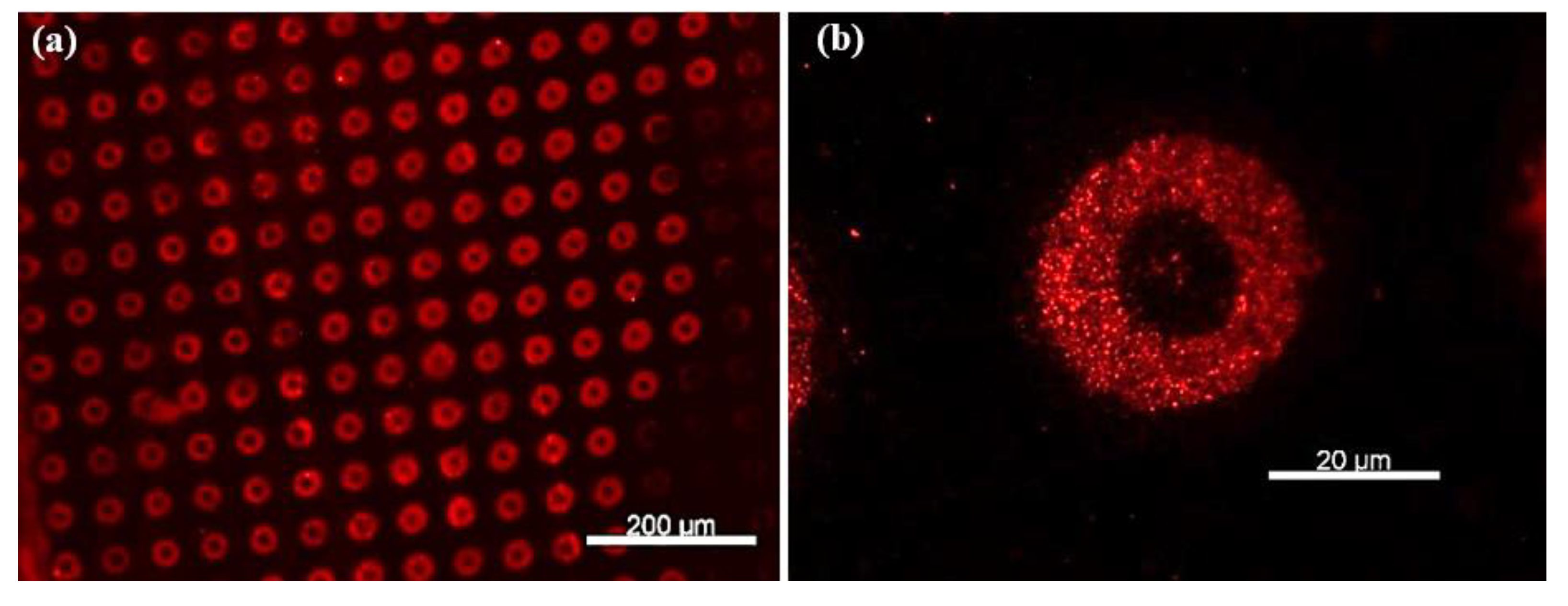 Chemosensors 13 00338 g007a Chemosensors 13 00338 g007a
