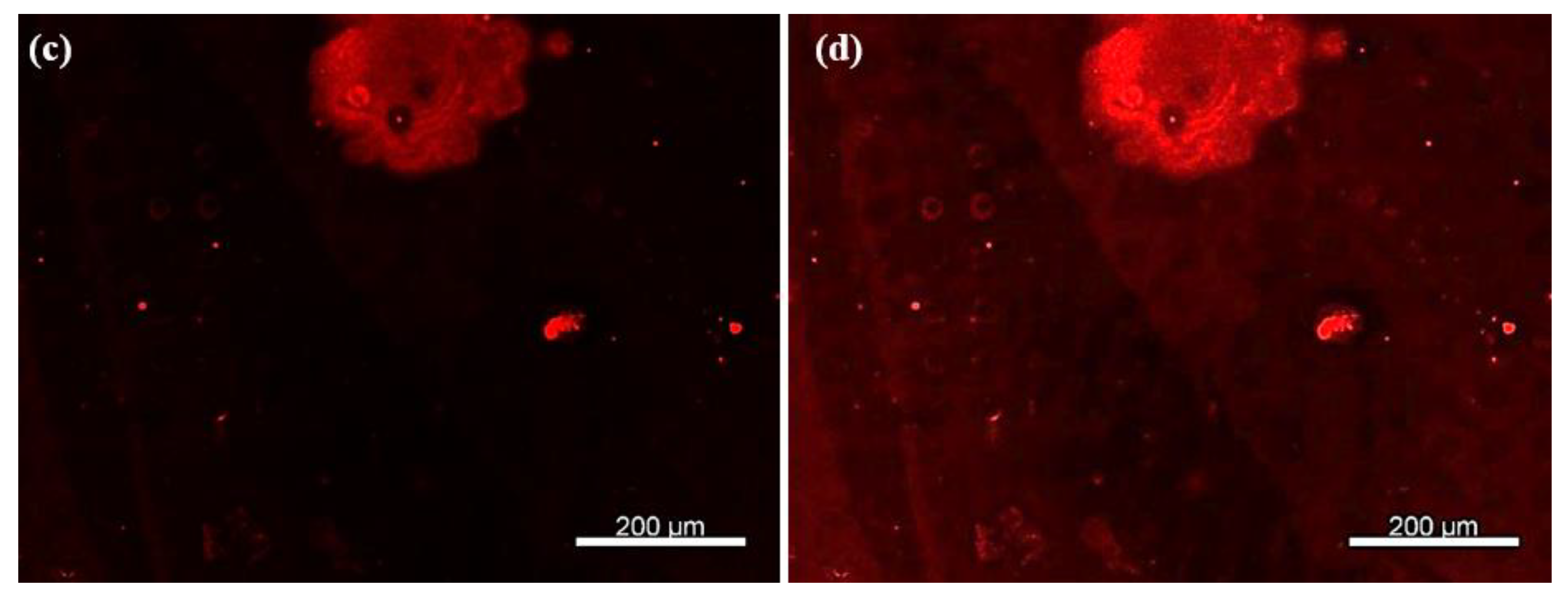 Chemosensors 13 00338 g007b Chemosensors 13 00338 g007b