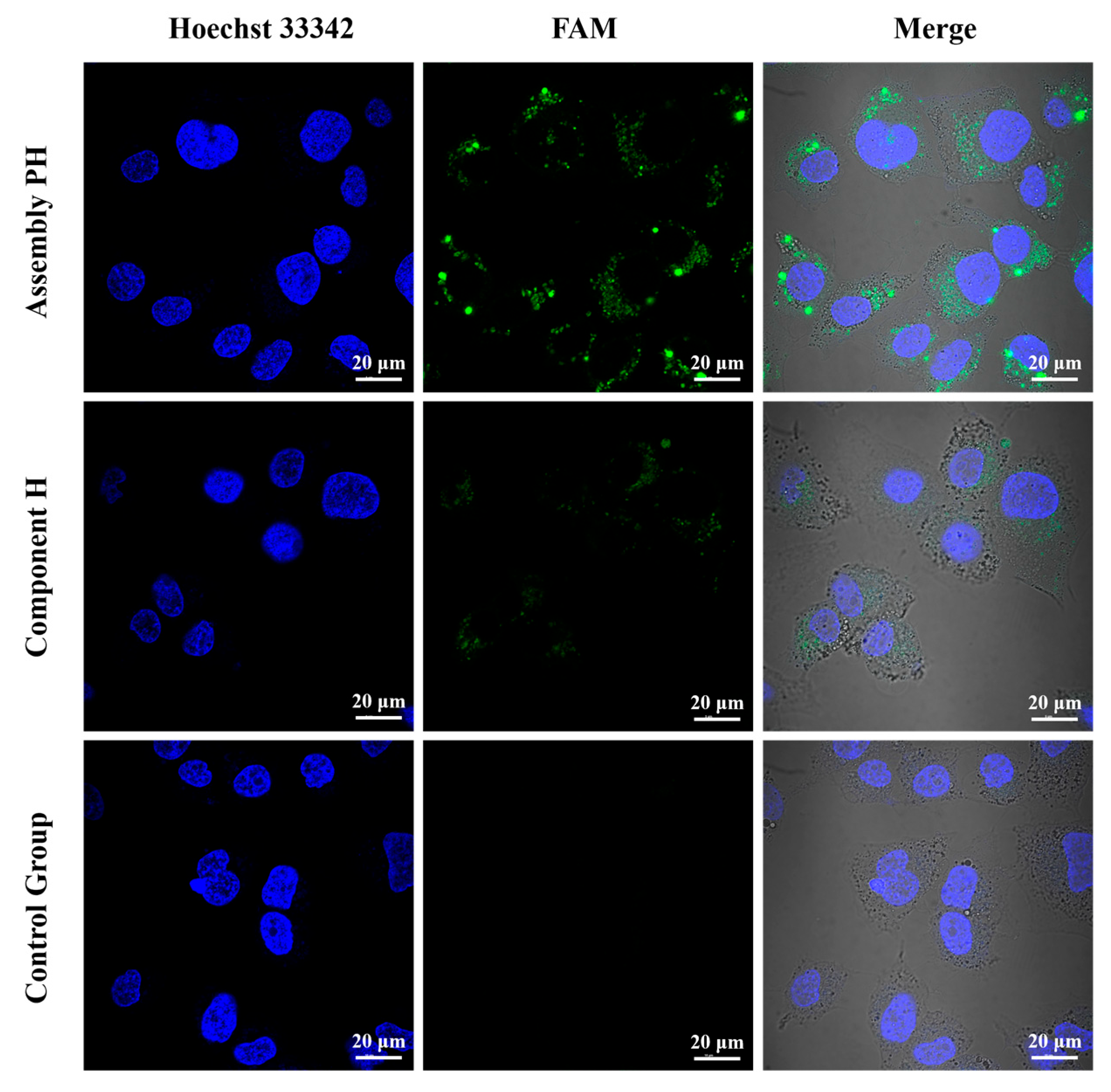 Chemosensors 13 00343 g008 Chemosensors 13 00343 g008