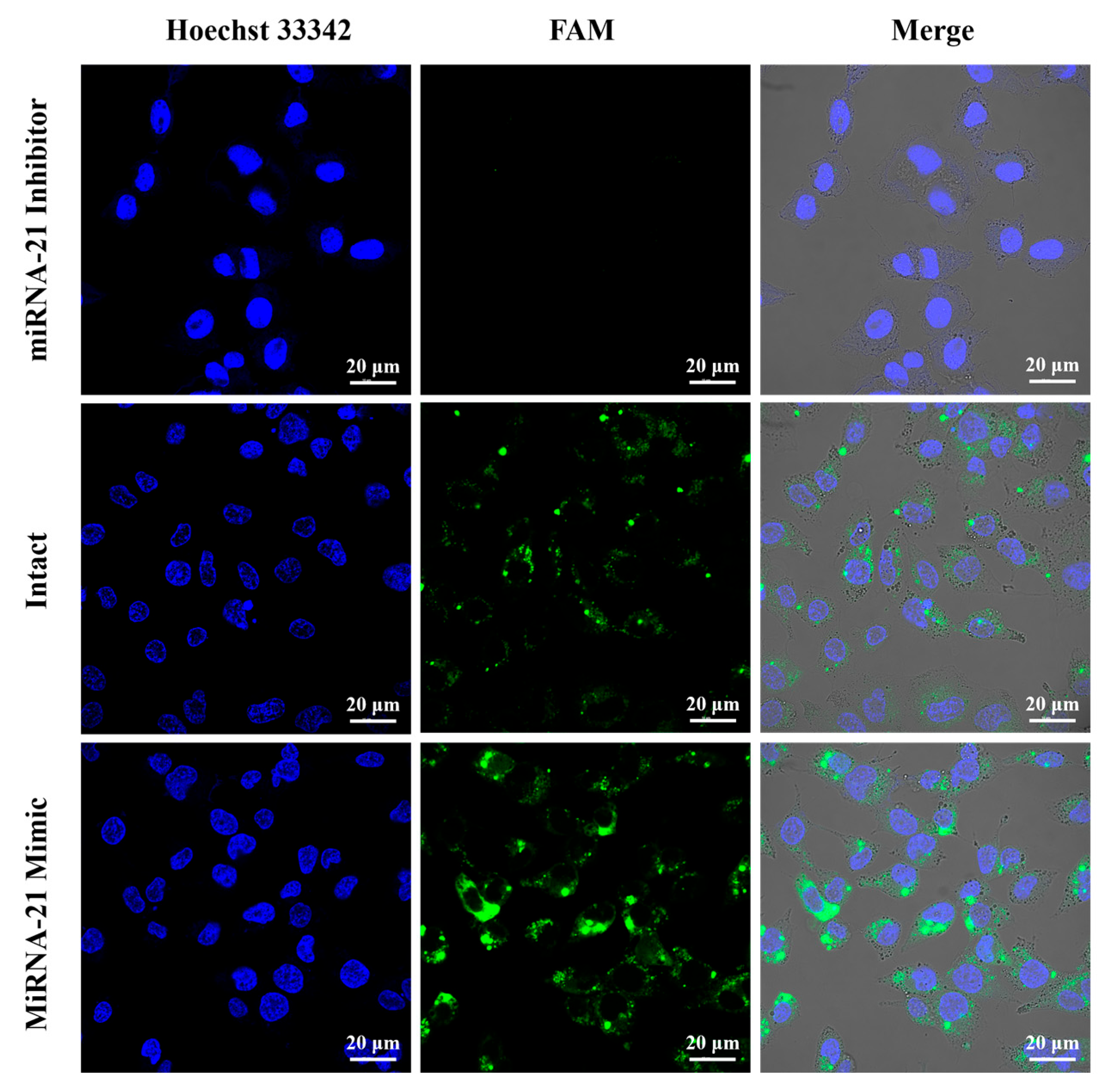 Chemosensors 13 00343 g010 Chemosensors 13 00343 g010
