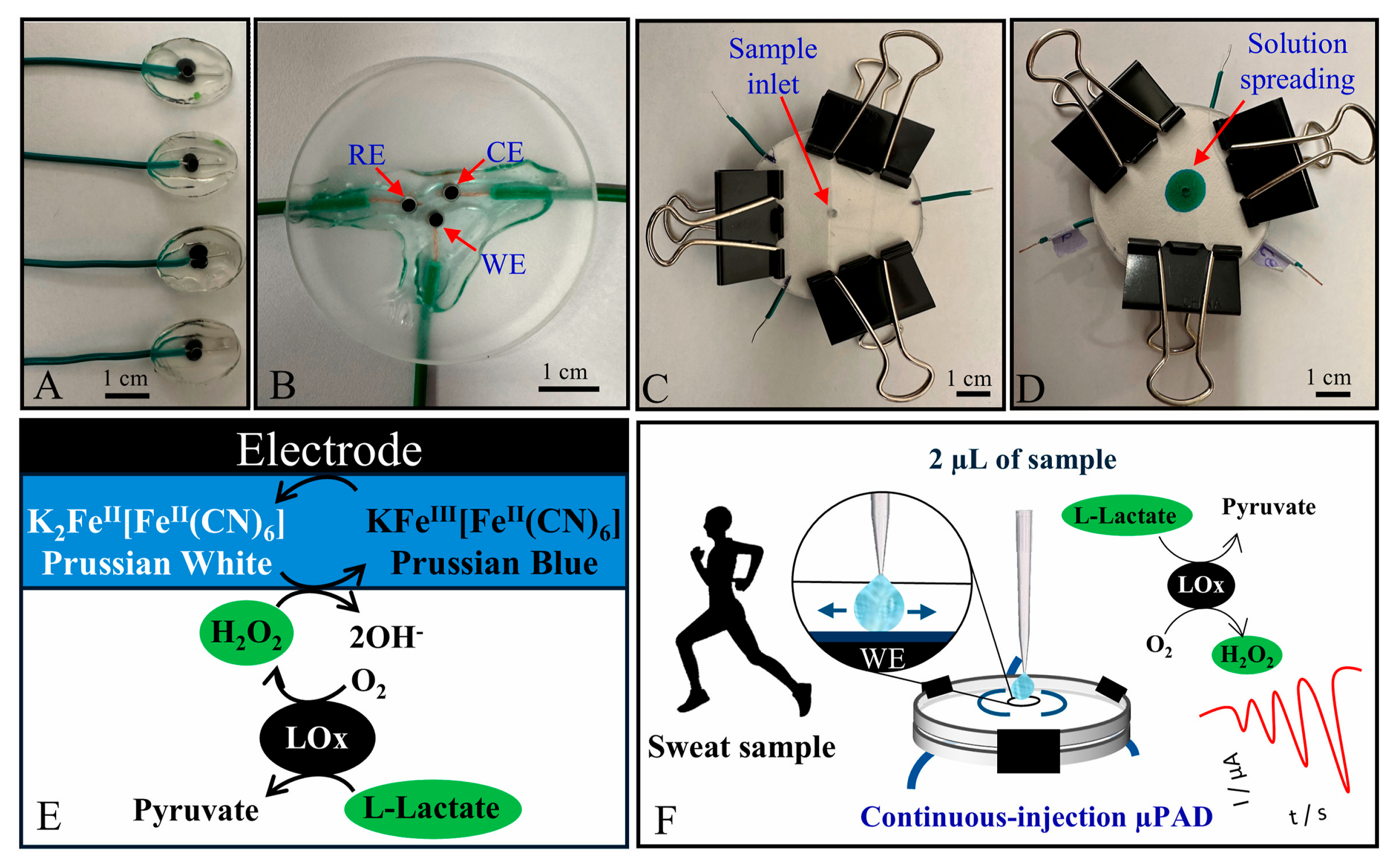 Chemosensors 13 00402 g004