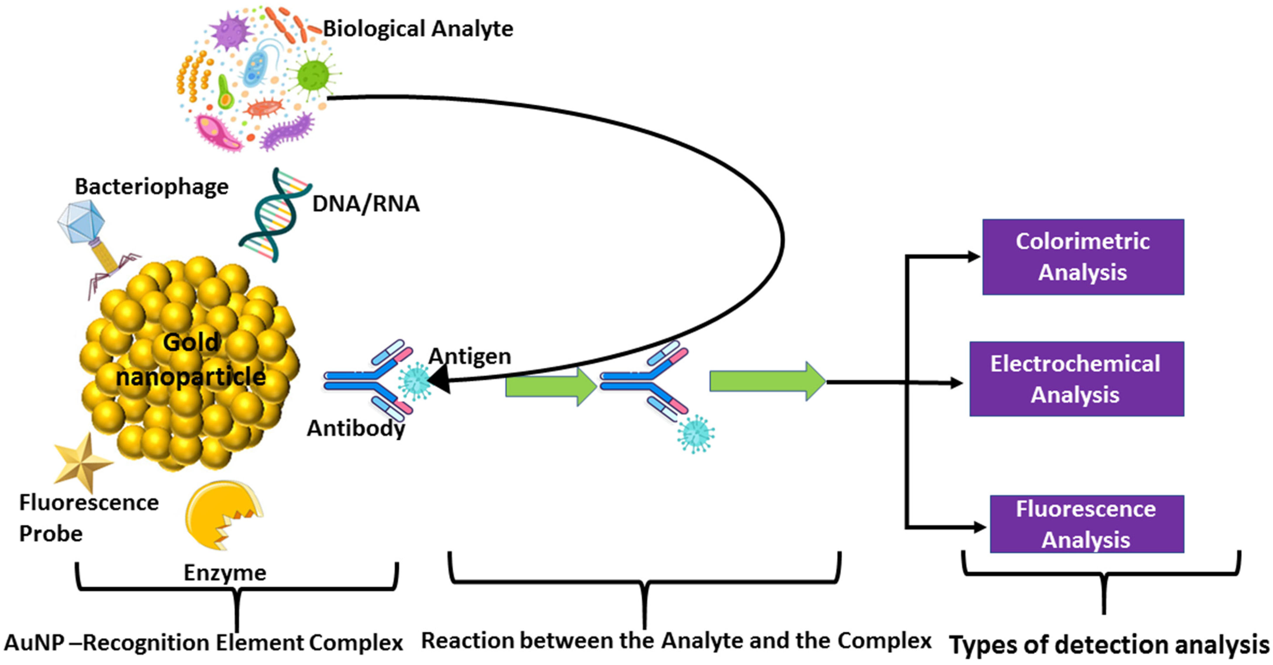 Chemosensors 14 00013 g005