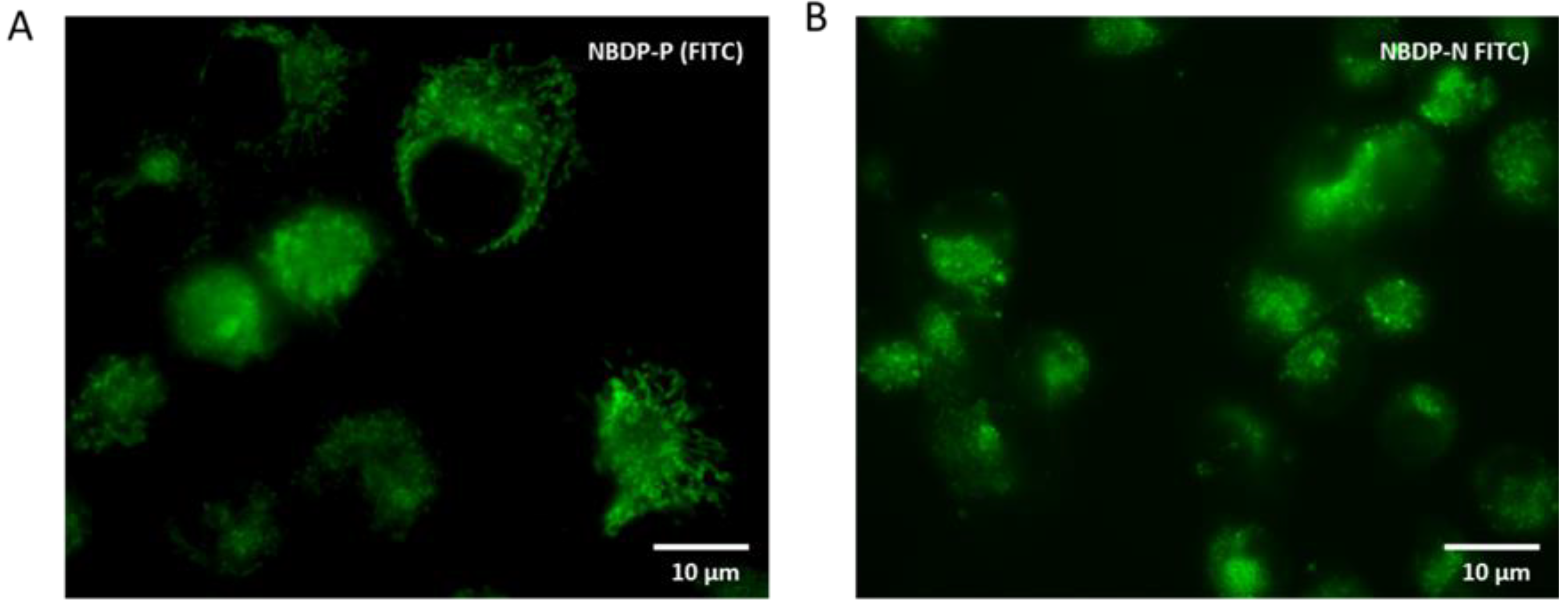 Chemproc 03 00015 g005