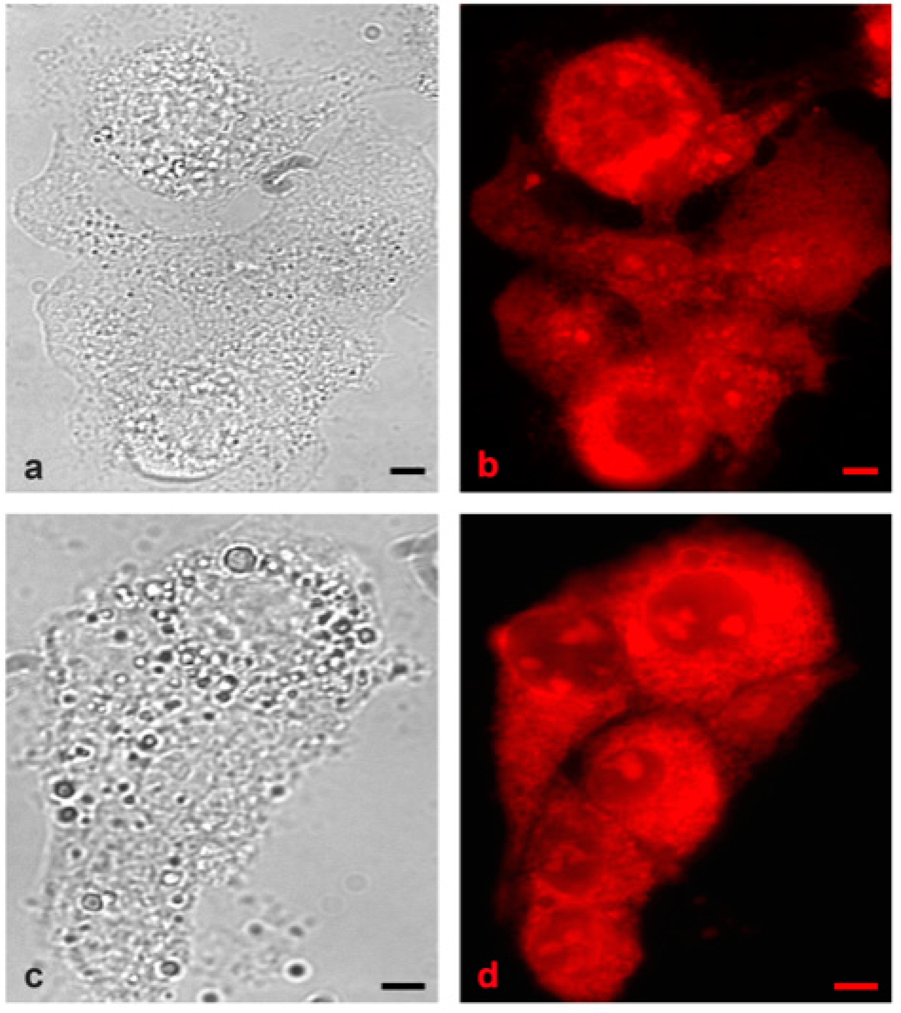 Chemproc 03 00045 g005