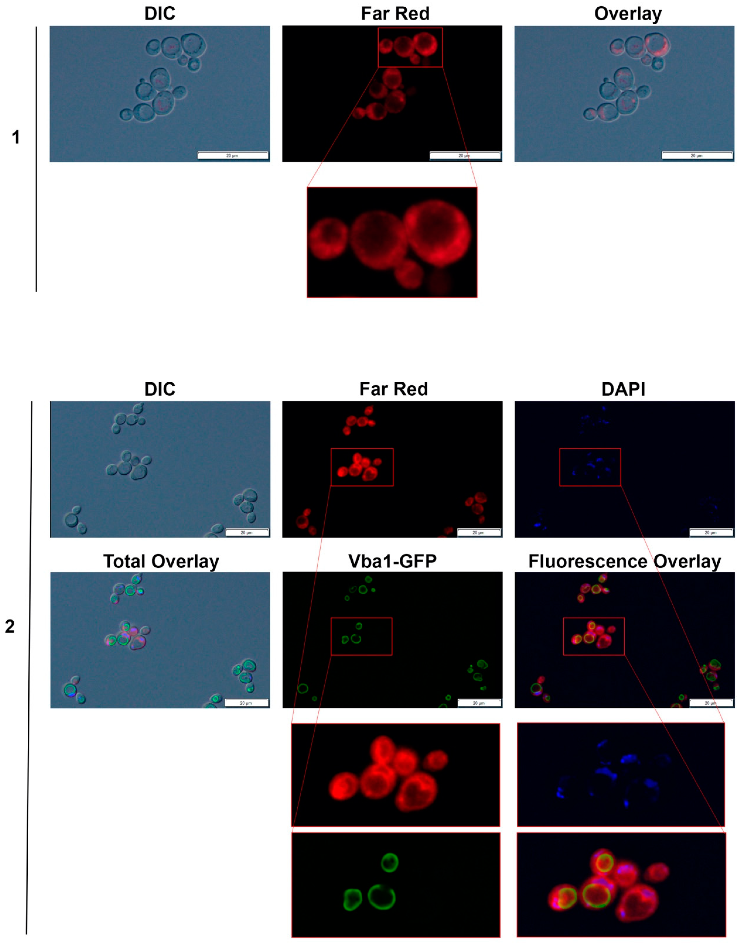 Chemproc 03 00063 g004 550