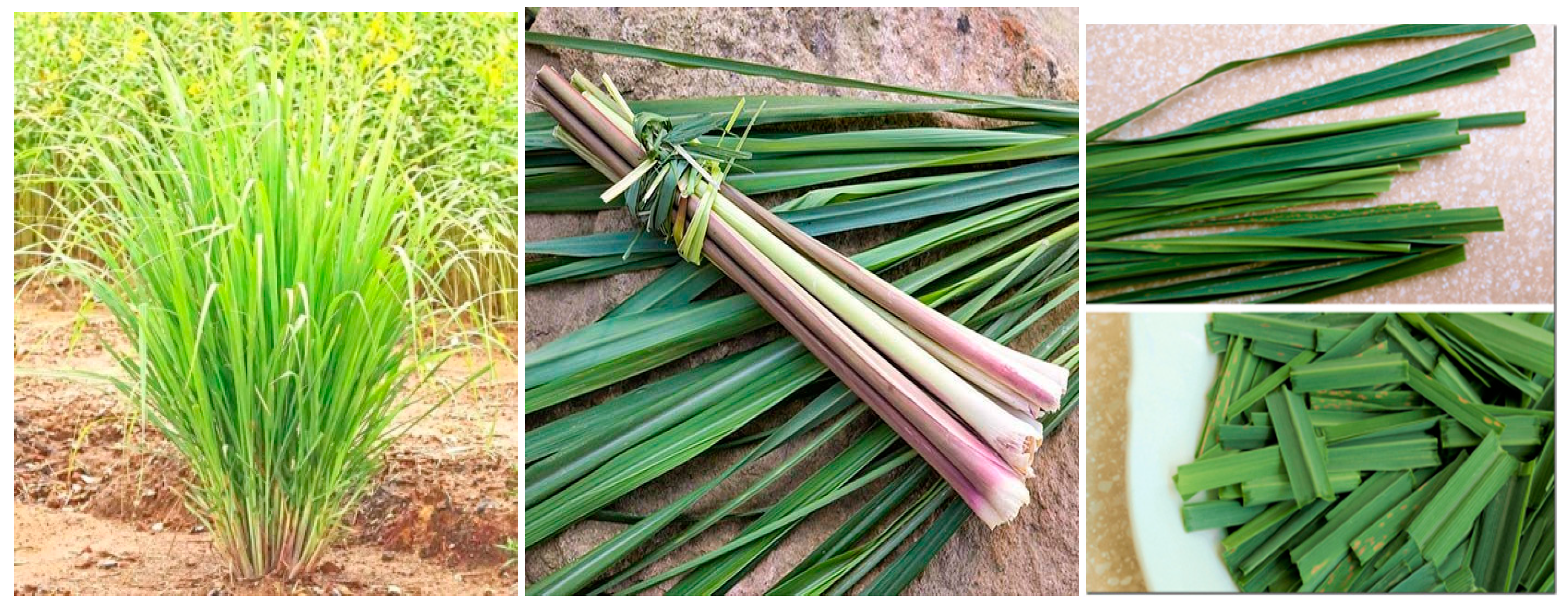 Chemproc 03 00077 g001 550