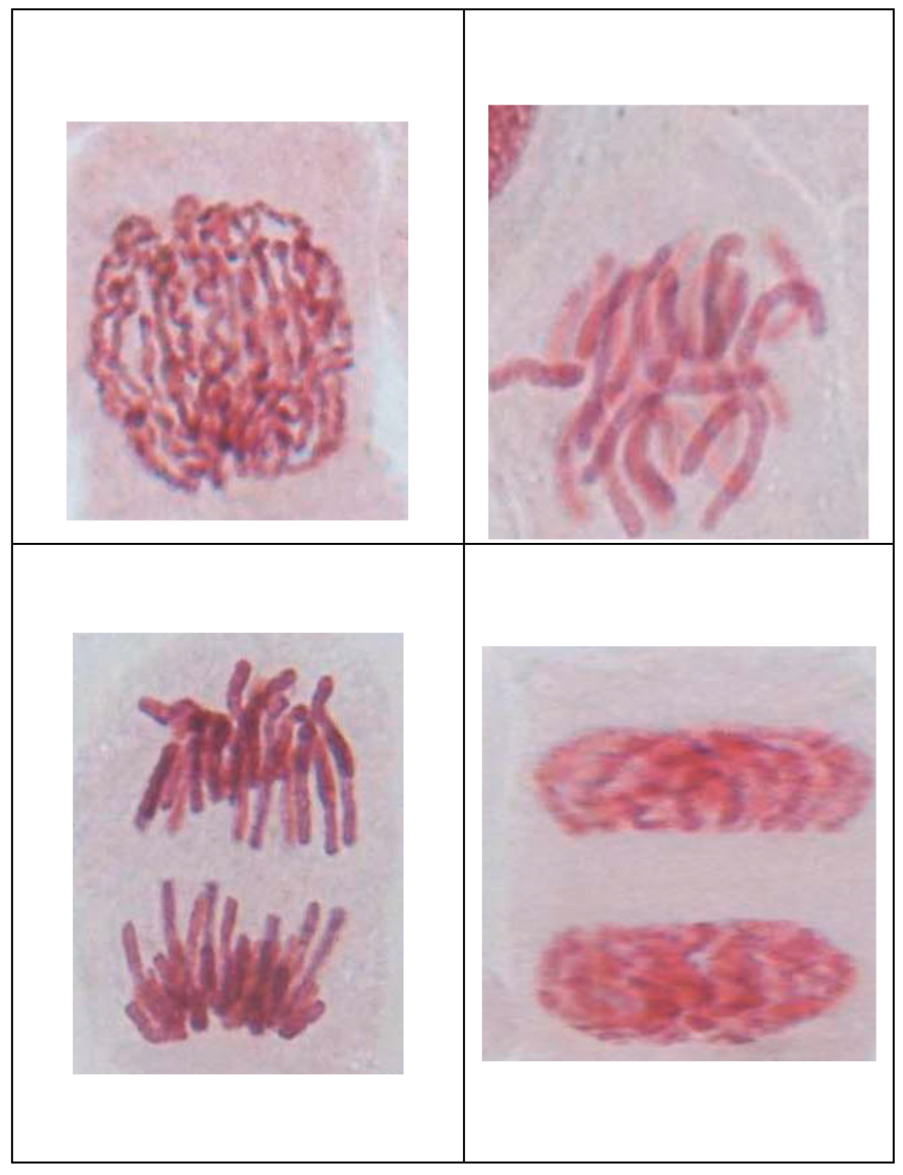 Chemproc 03 00137 g004