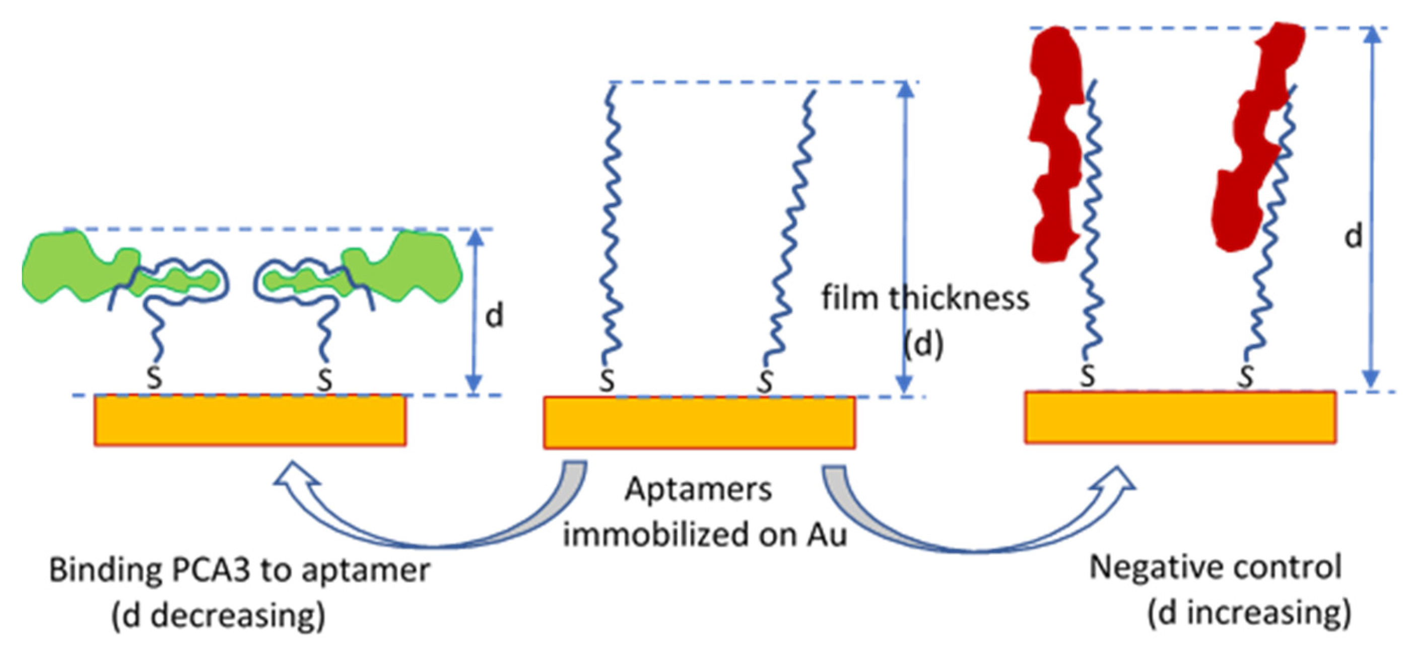 Chemproc 05 00065 g002