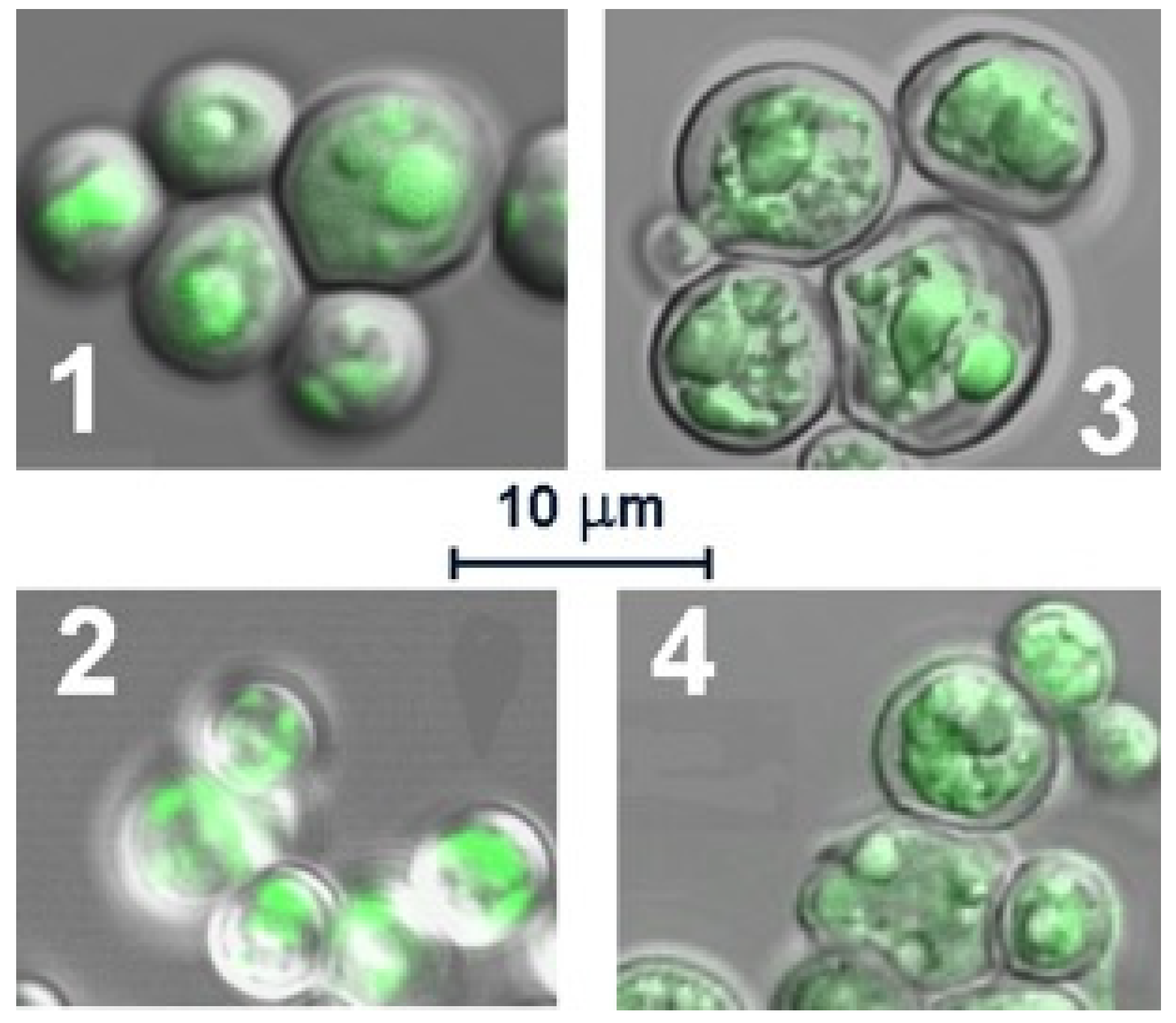 Chemproc 05 00083 g004
