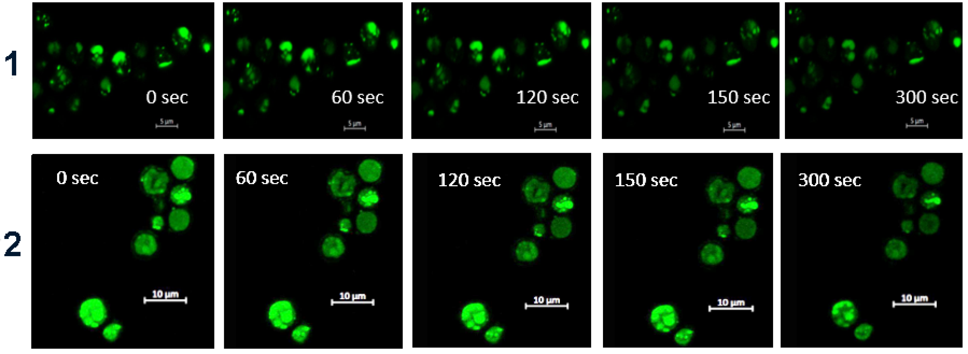 Chemproc 05 00083 g005