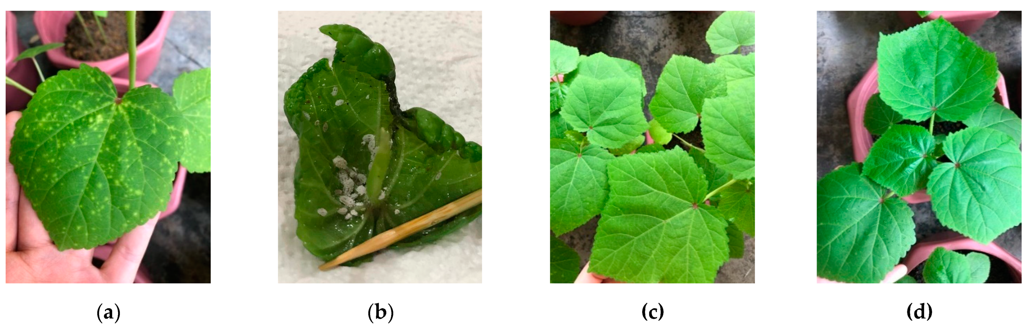 Chemproc 10 00039 g002 550