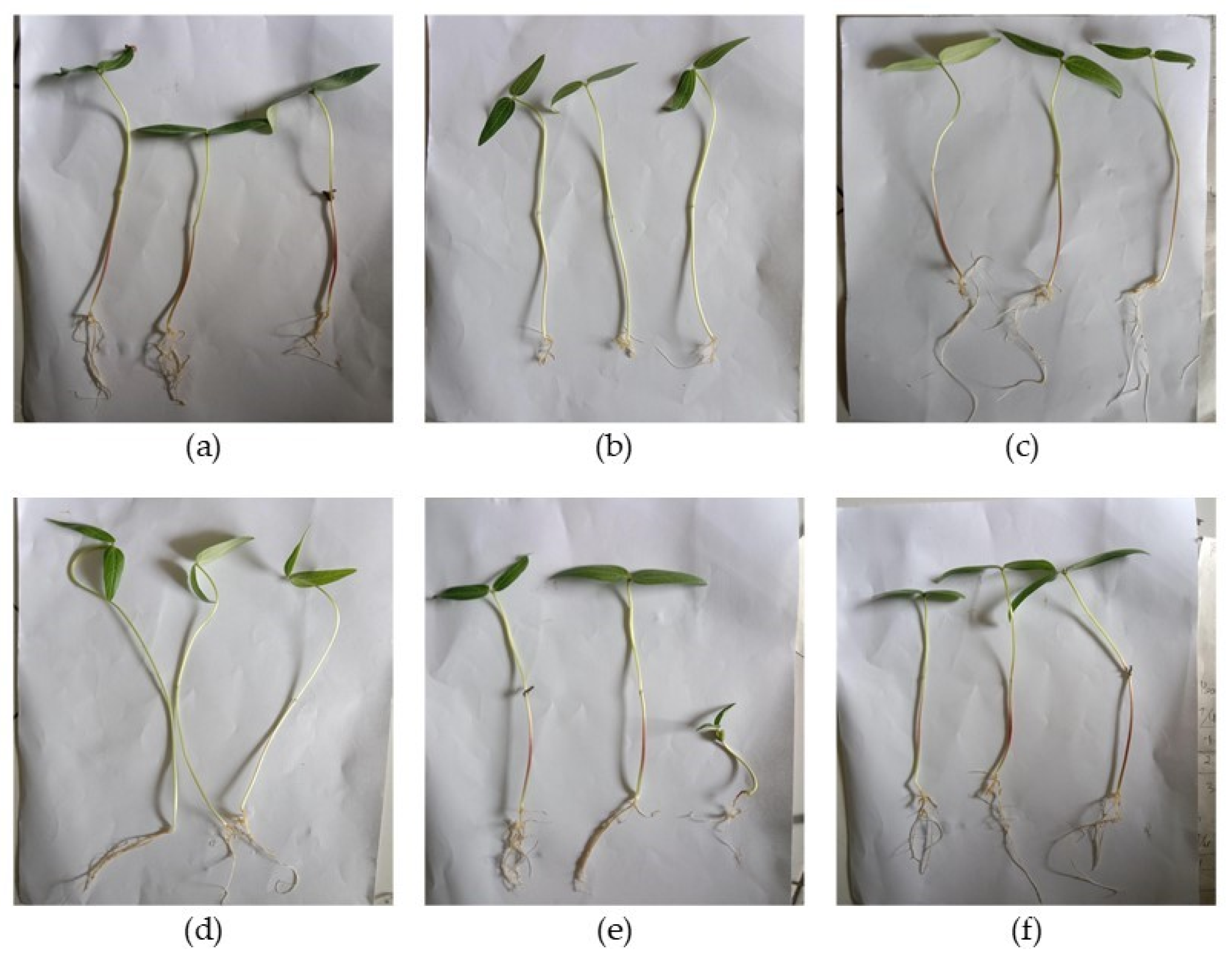 Chemproc 10 00084 g005