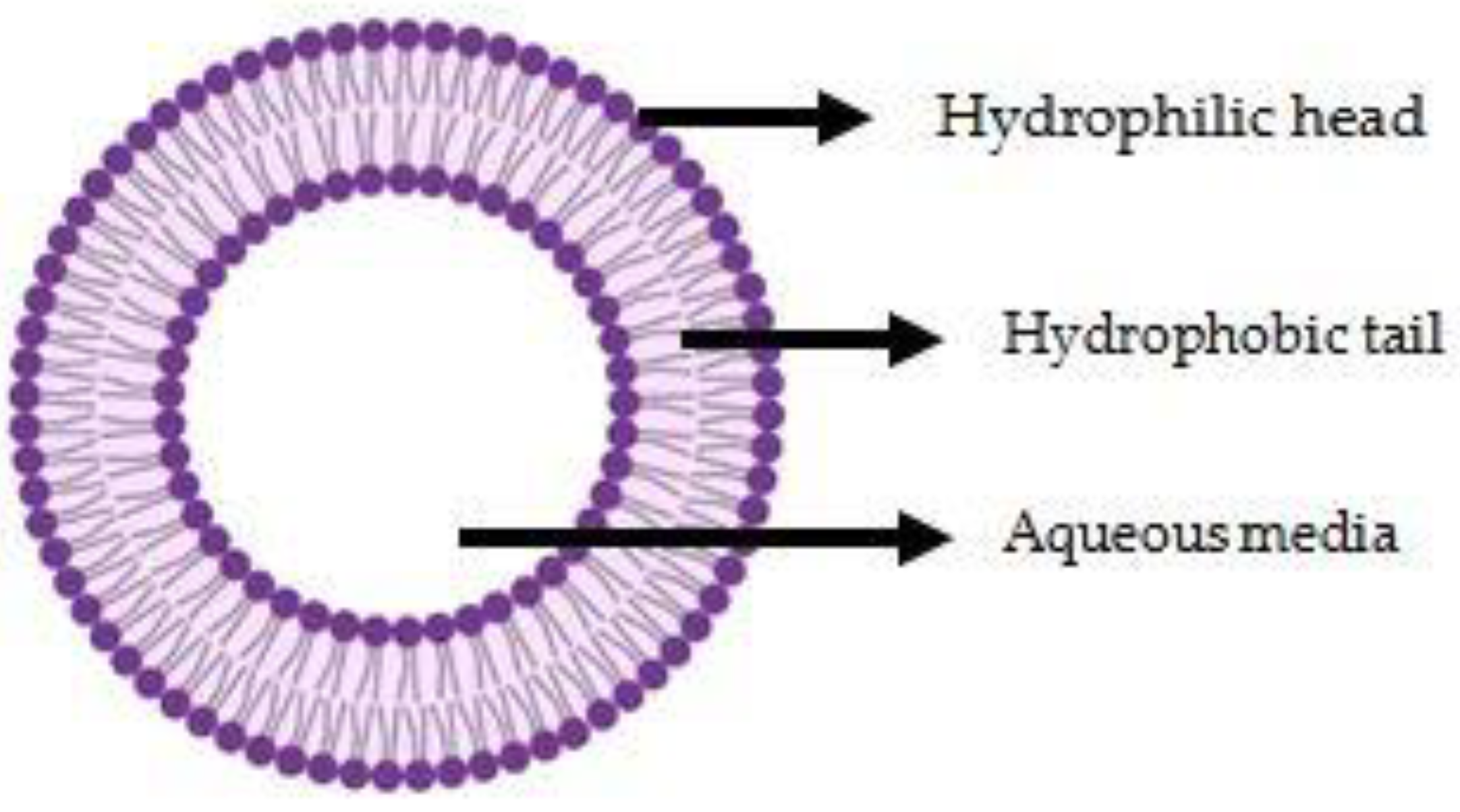 Chemproc 12 00012 g001