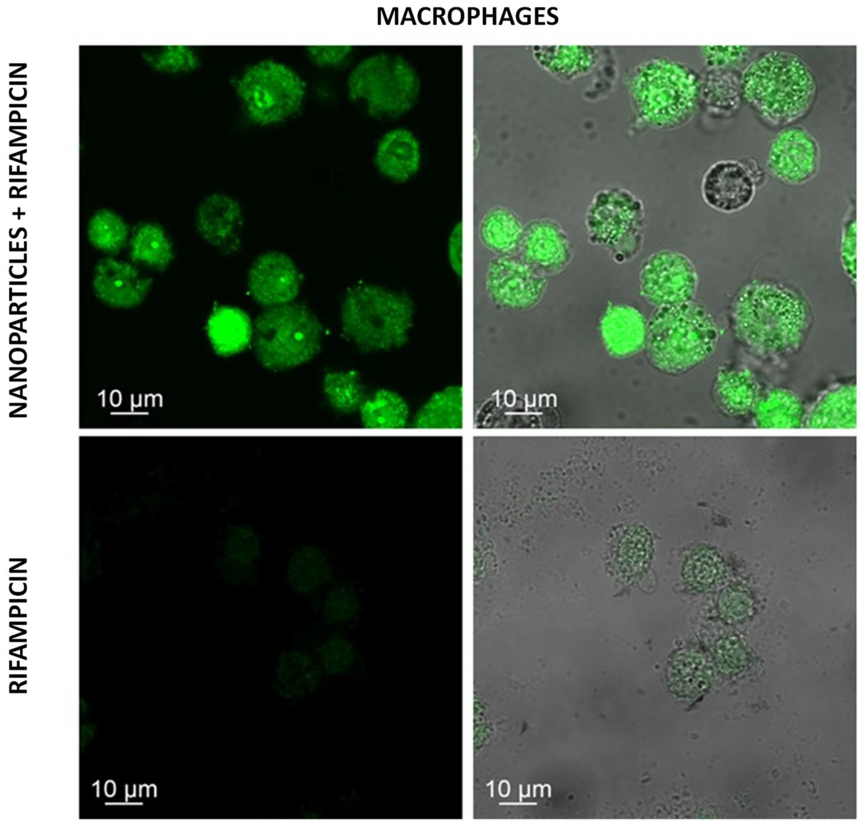 Chemproc 12 00051 g003