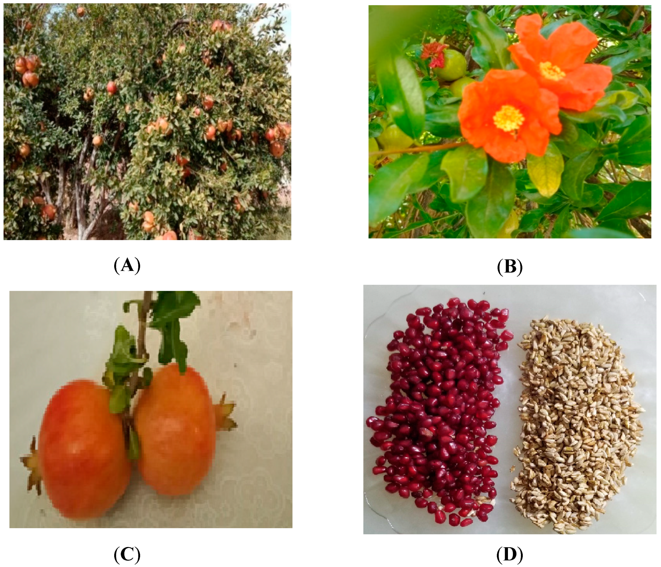 Chemproc 14 00078 g002