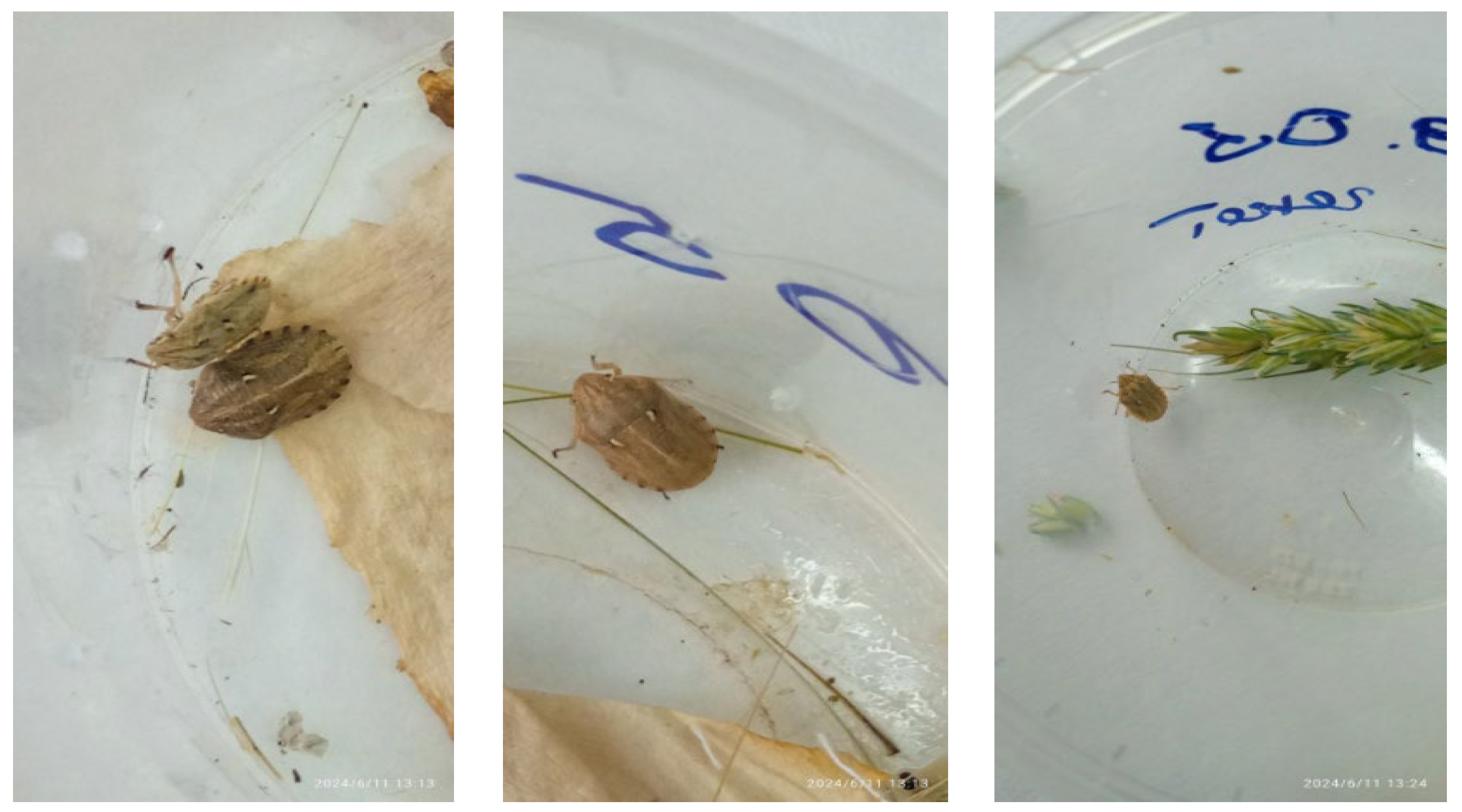 Chemproc 18 00057 g001