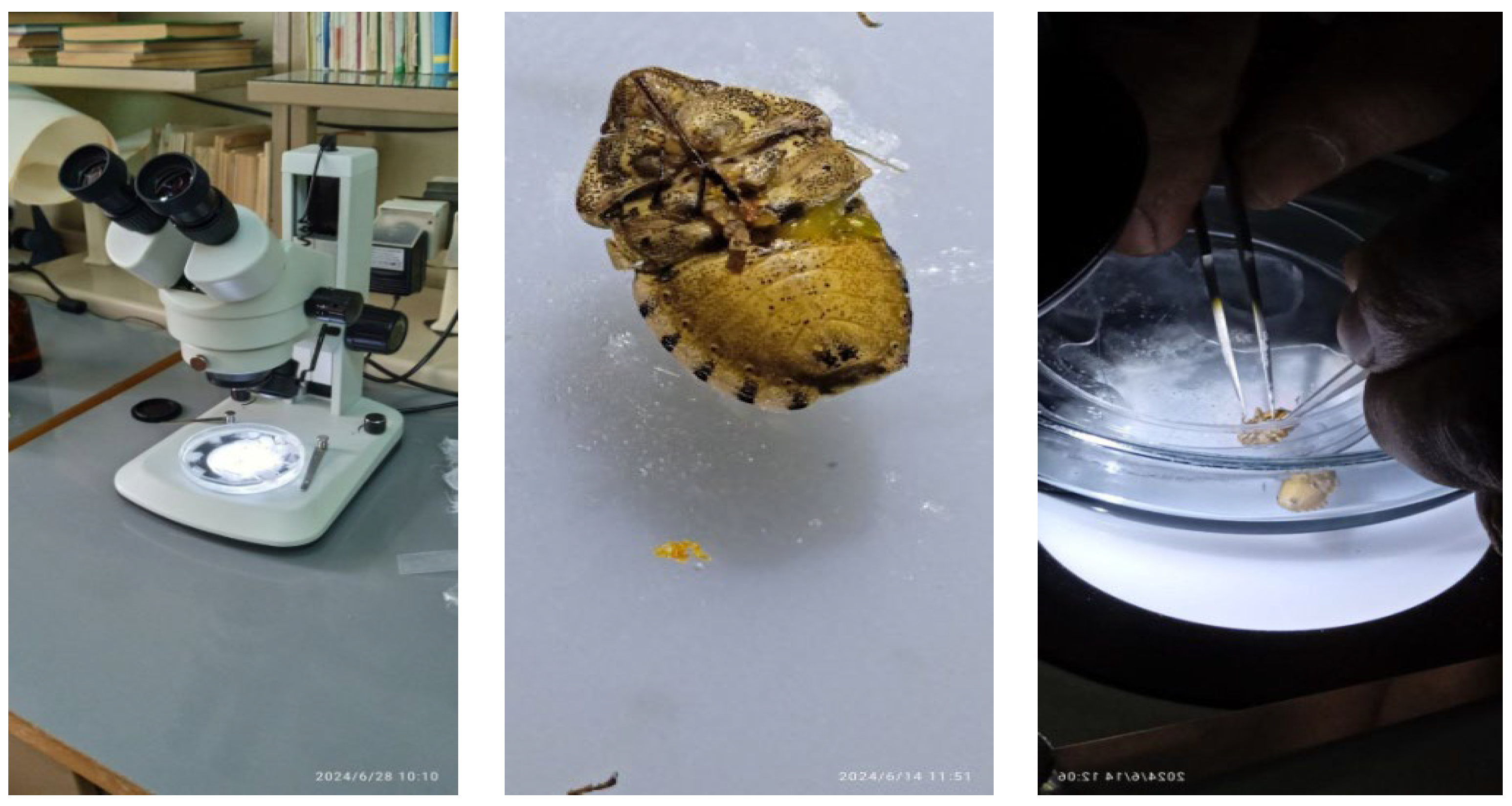 Chemproc 18 00057 g002