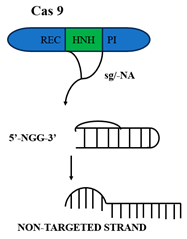 Chemproc 18 00069 i001