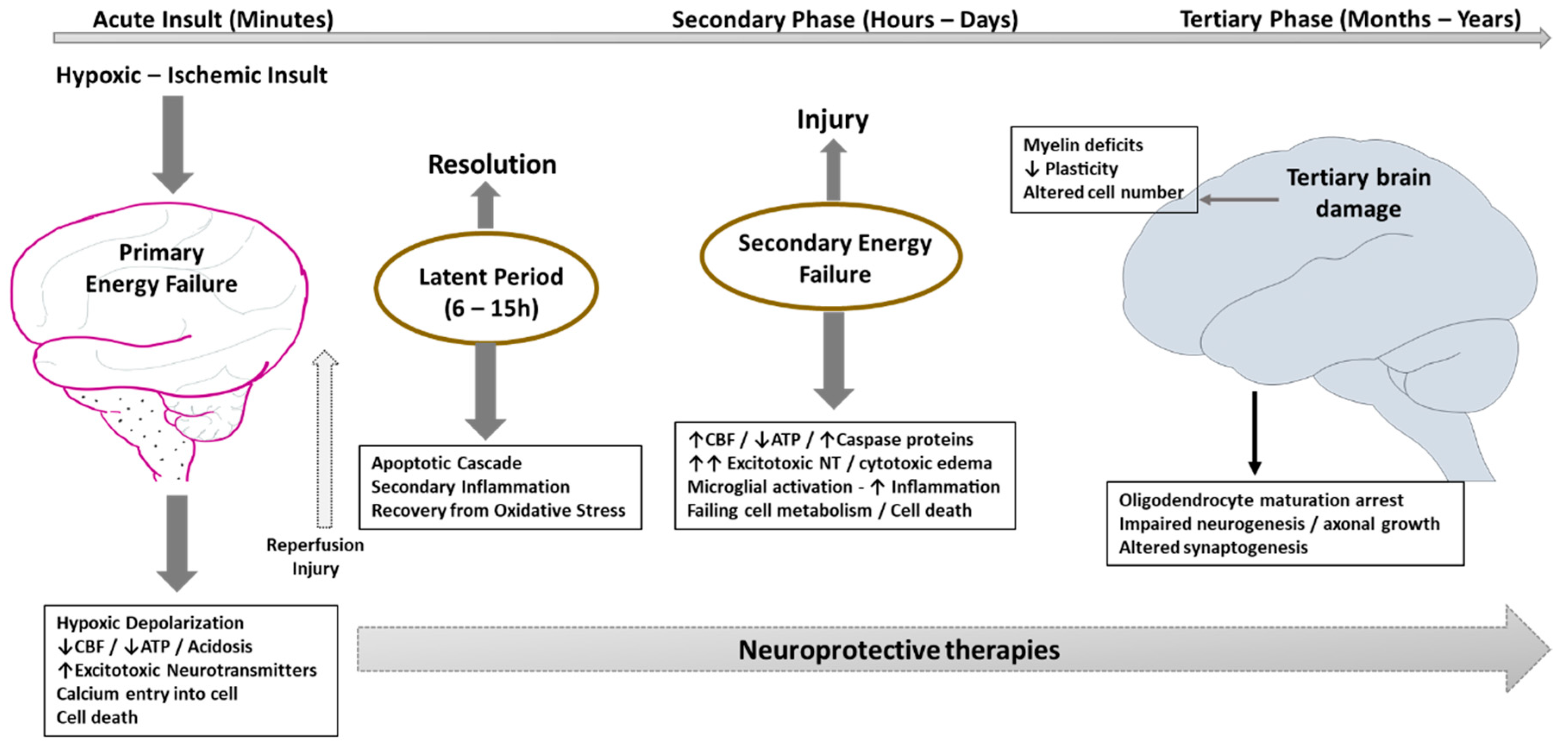 Perinatal Hypoxic Ischemic Encephalopathy