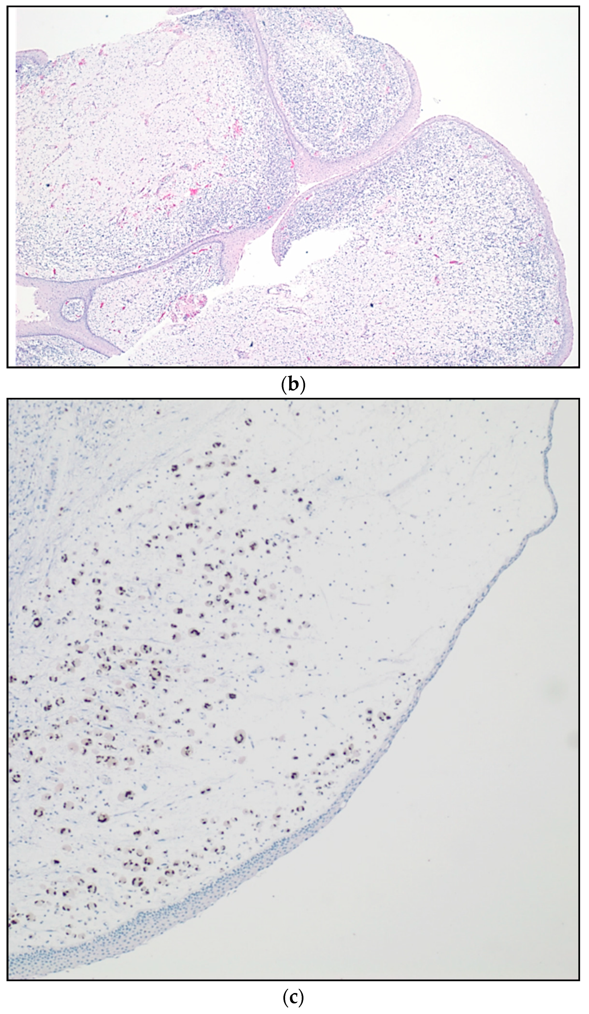 Children 05 00165 g001b Children 05 00165 g001b